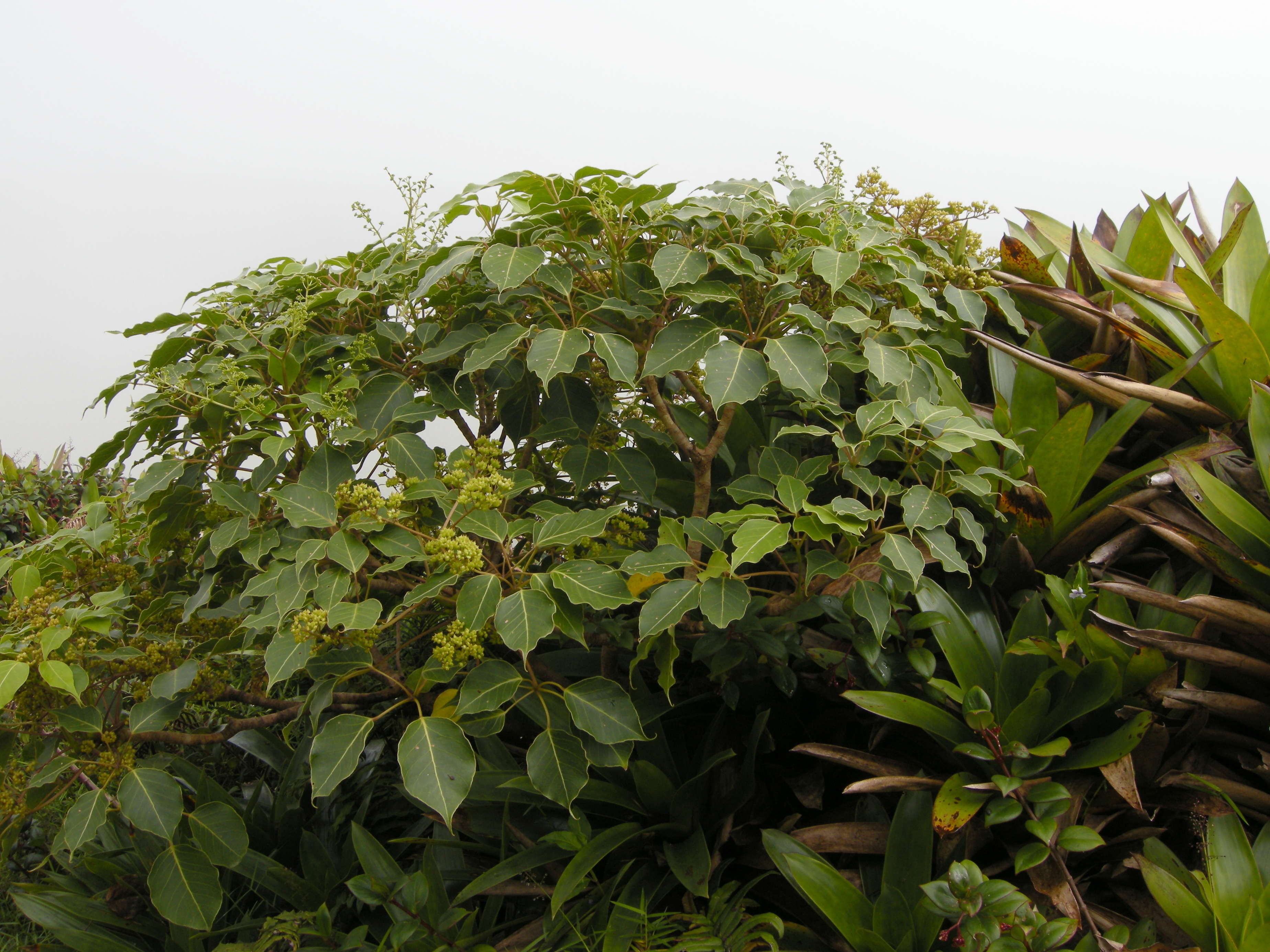 schefflera_attenuata4md