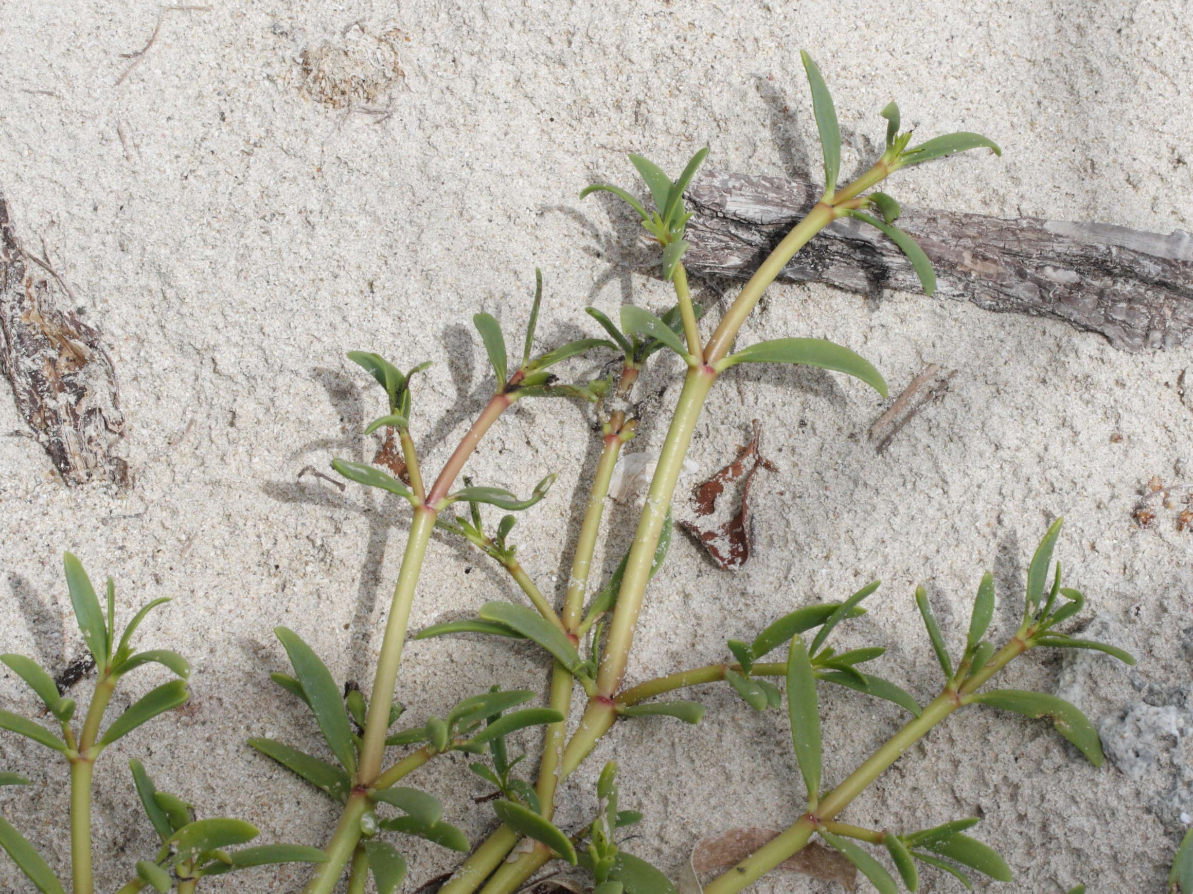 sesuvium_portulacastrum3md