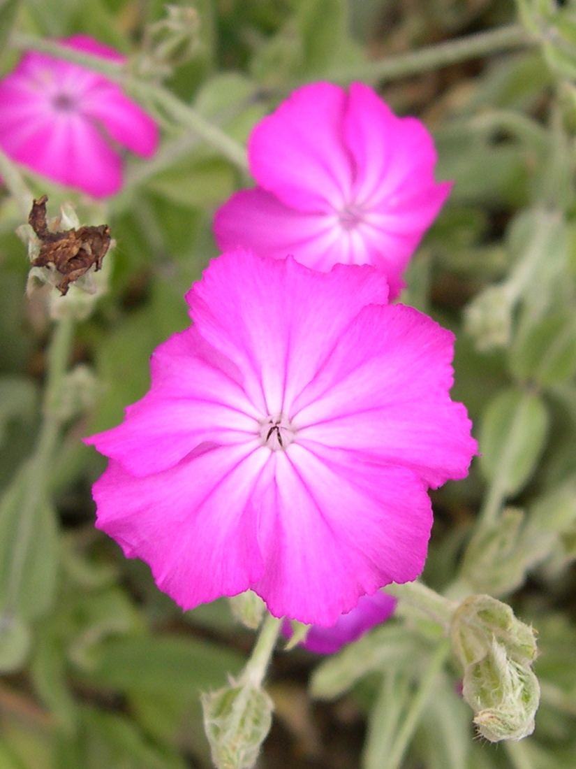 Afficher le média silene_coronaria2md silene_coronaria2md