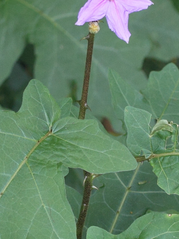 solanum_erythracanthum3md