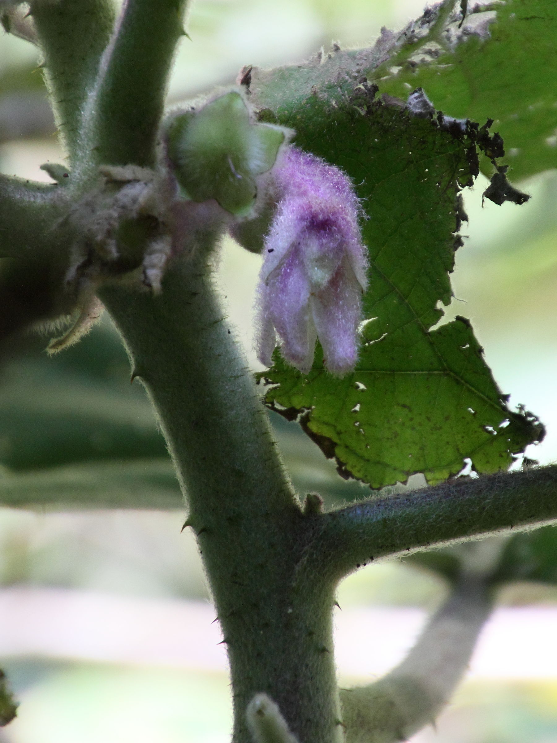 Afficher le média solanum_quitoense4md solanum_quitoense4md