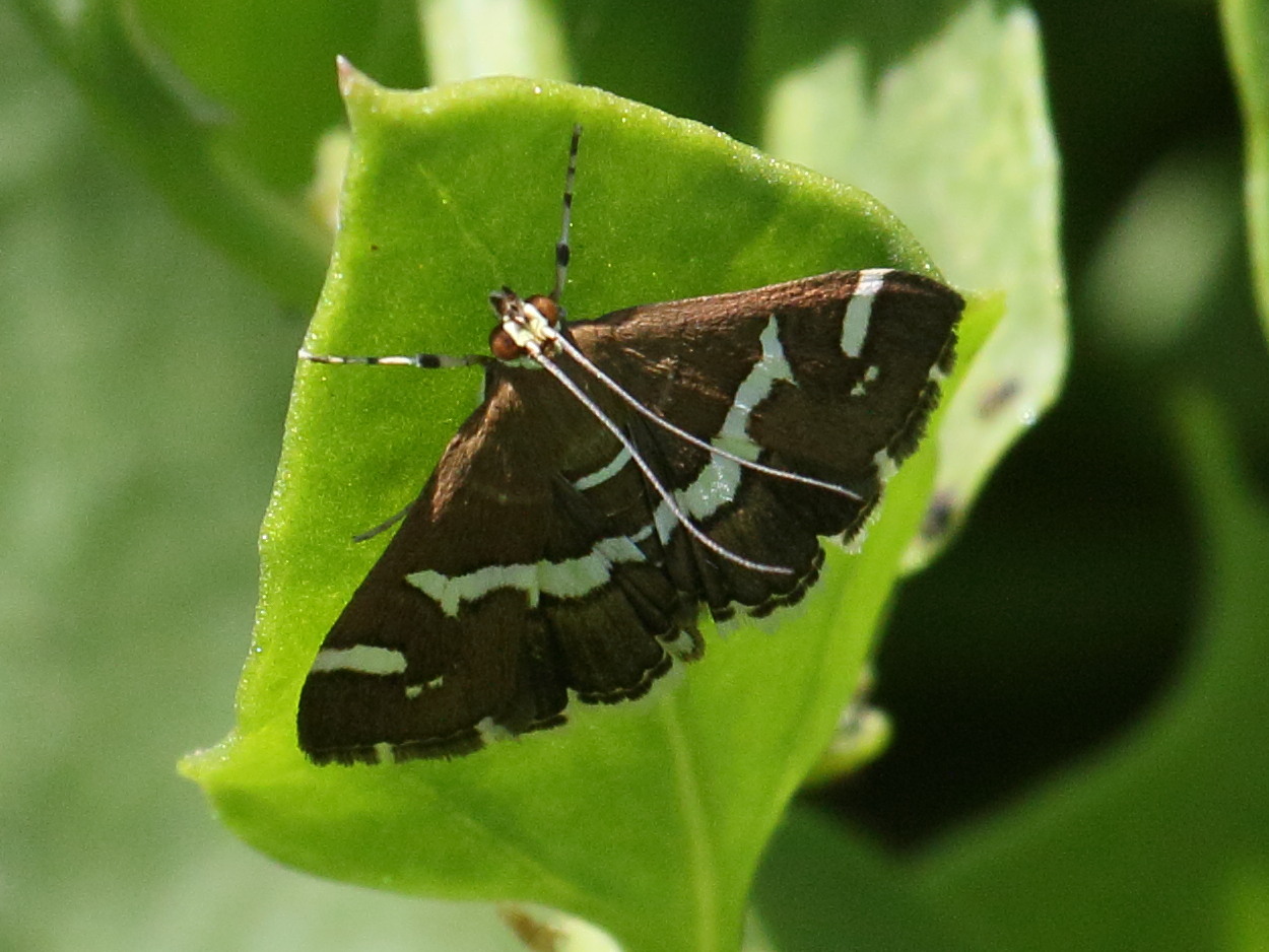 spoladea_recurvalis2bd