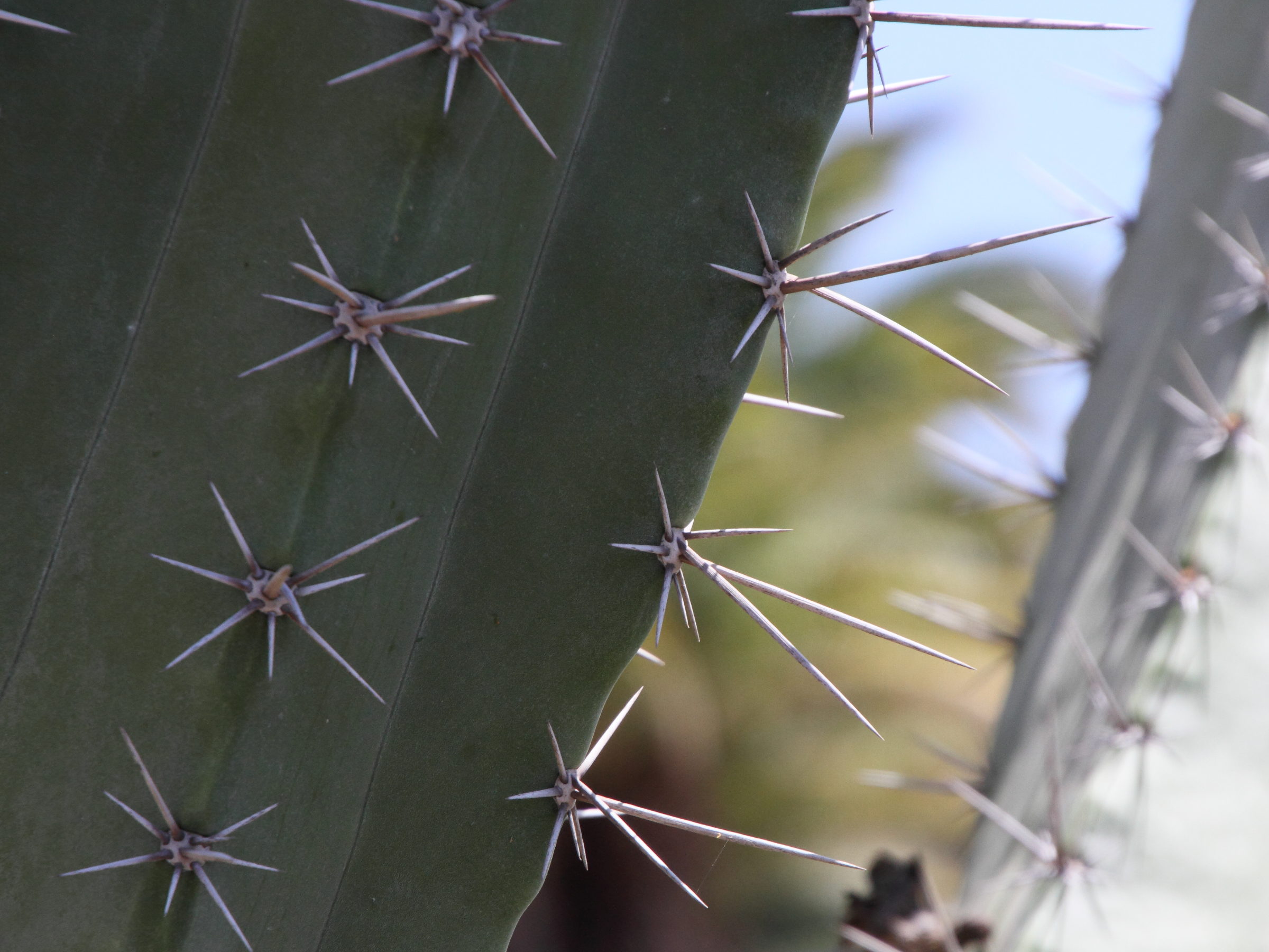 stenocereus_pruinosus2md