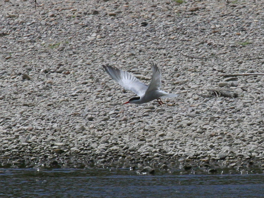 sterne_pierregarin_-_sterna_hirundo2bd