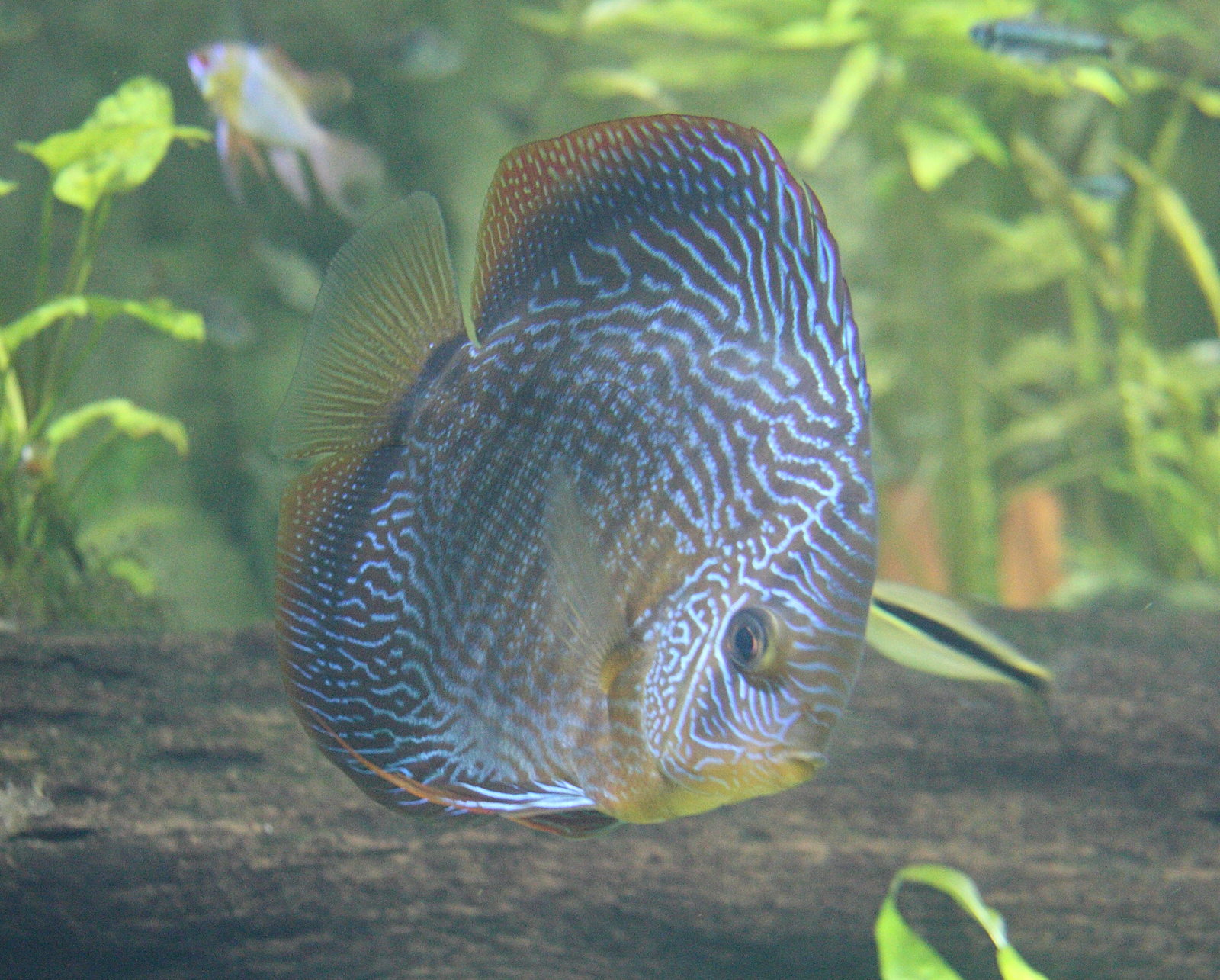 Afficher le média symphysodon_aequifasciatus3sd symphysodon_aequifasciatus3sd