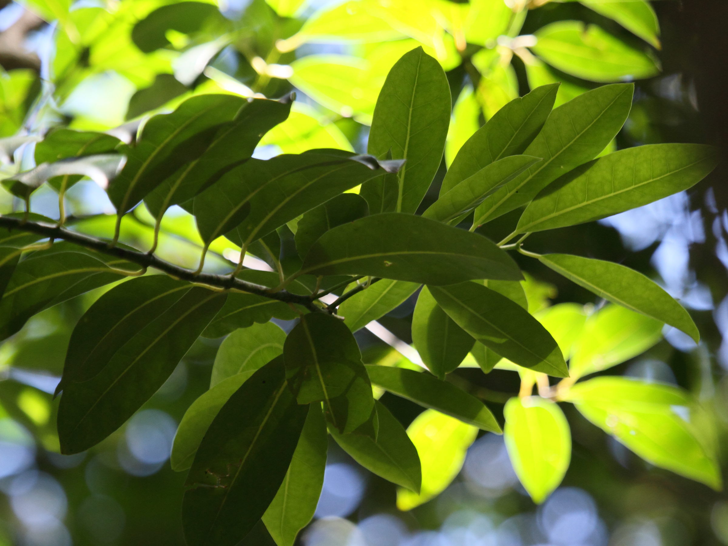 tambourissa_elliptica2bd