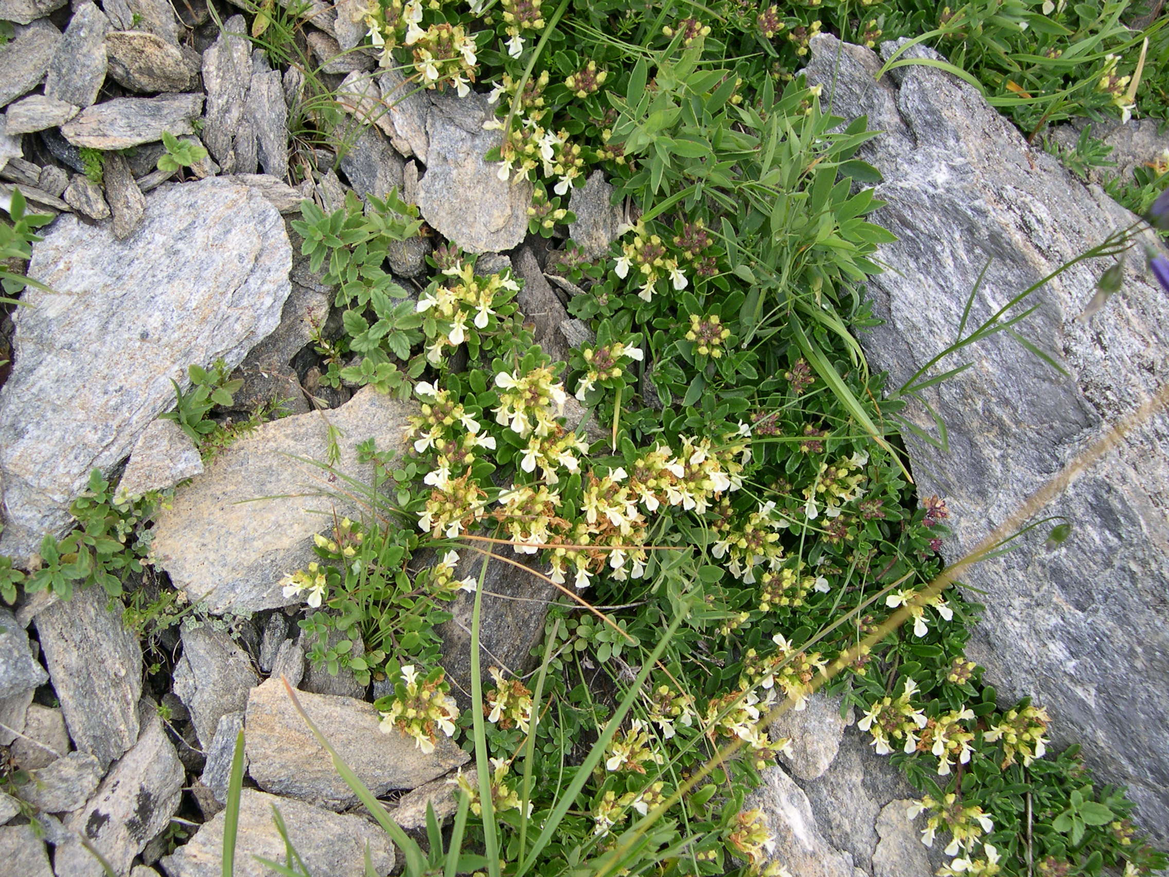 Afficher le média teucrium_montanum3md teucrium_montanum3md