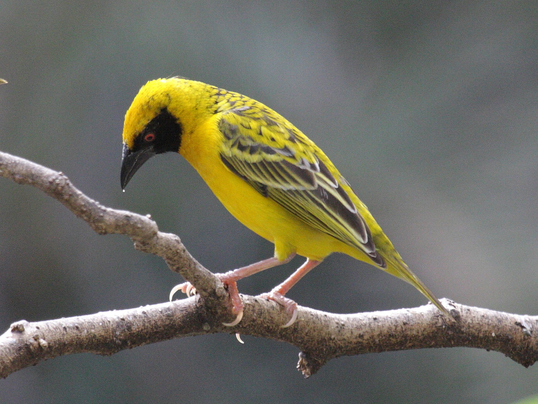 tisserin_gendarme_-_ploceus_cucullatus_spilonotus1bd