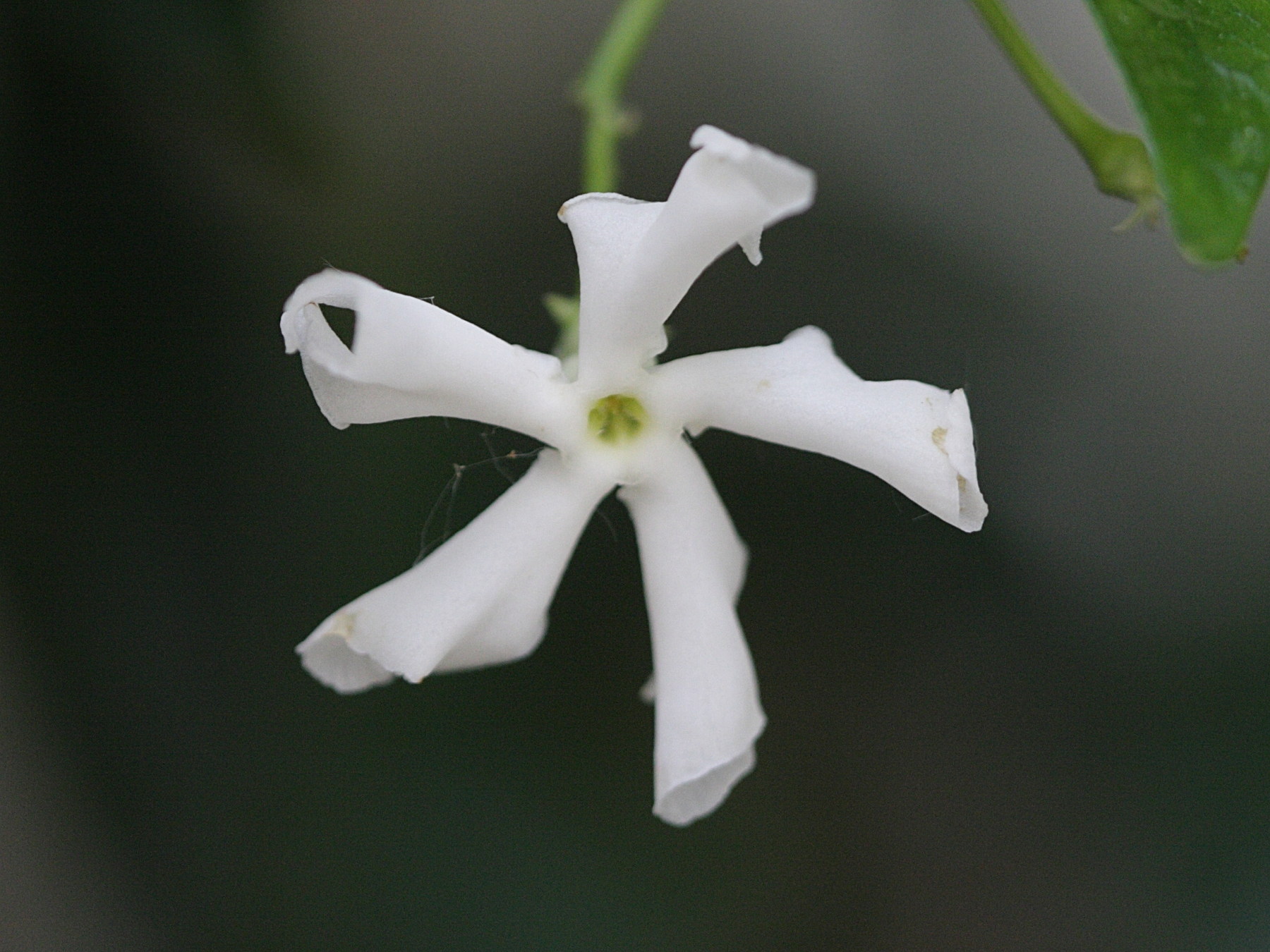 trachelospermum_jasminoides1bd