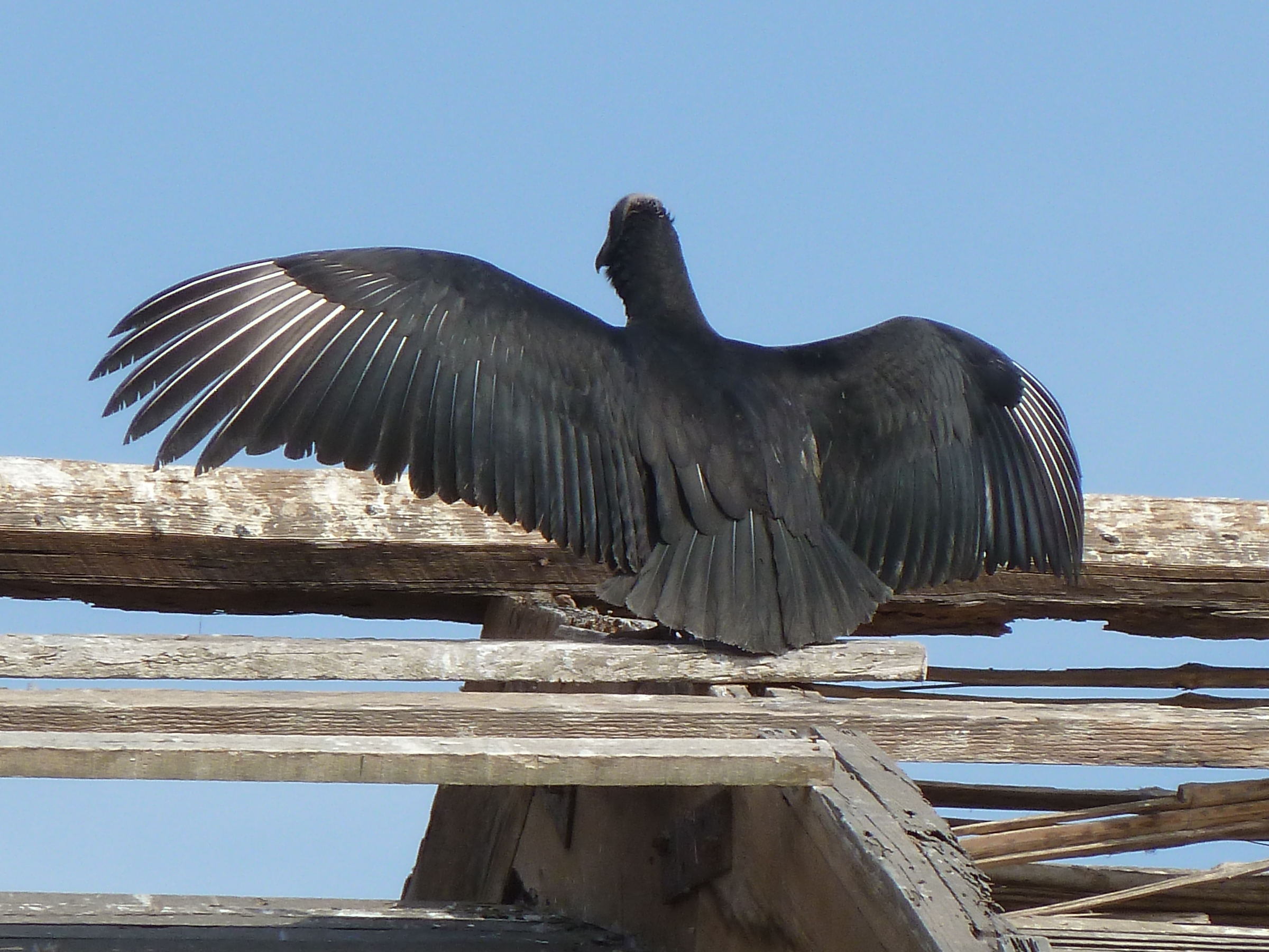 urubu_a_tete_noire_-_coragyps_atratus3gc