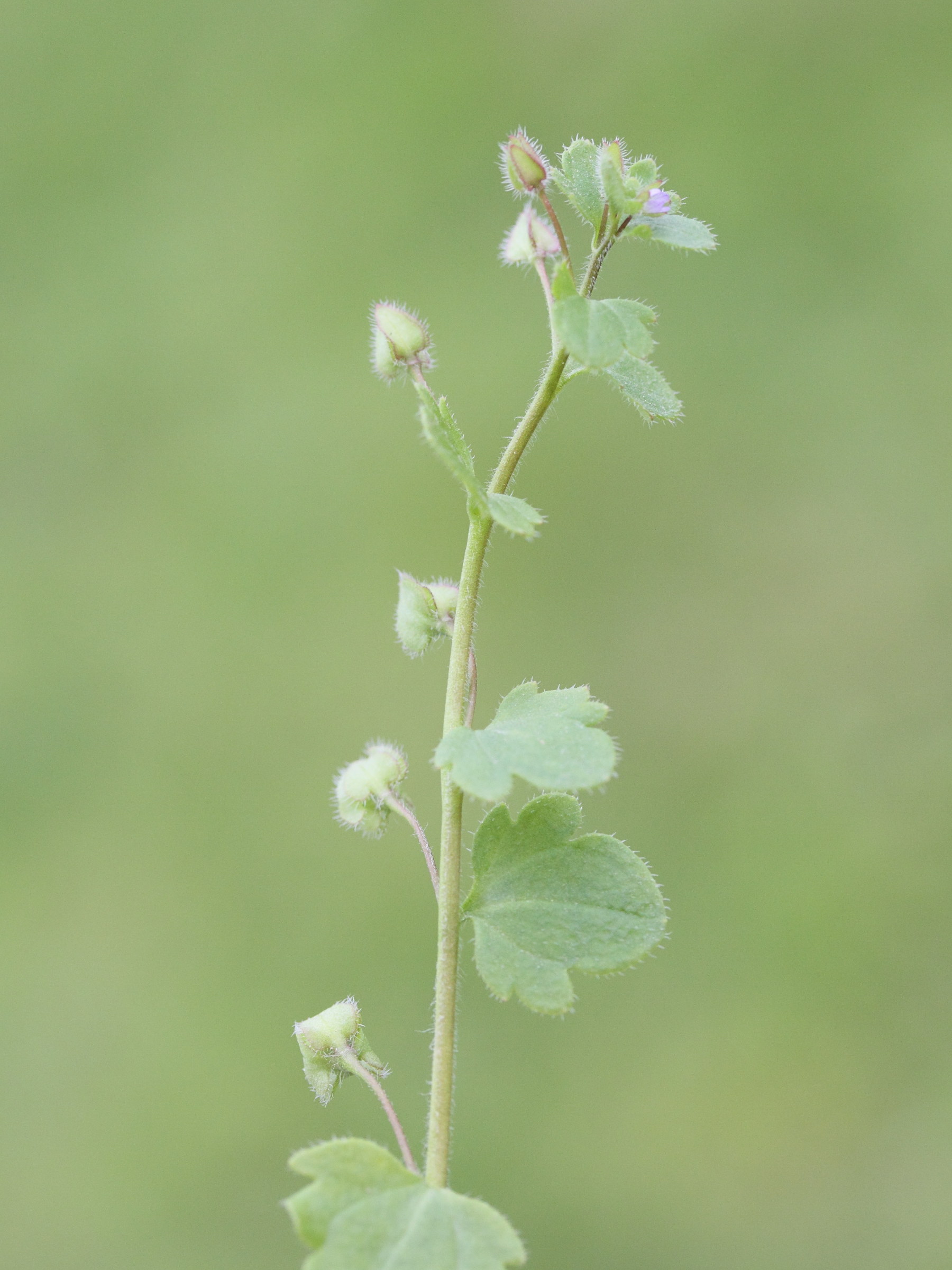 Afficher le média veronica_hederifolia1md veronica_hederifolia1md