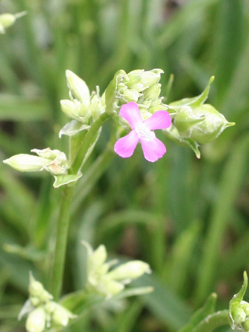 Afficher le média viscaria_vulgaris2md viscaria_vulgaris2md