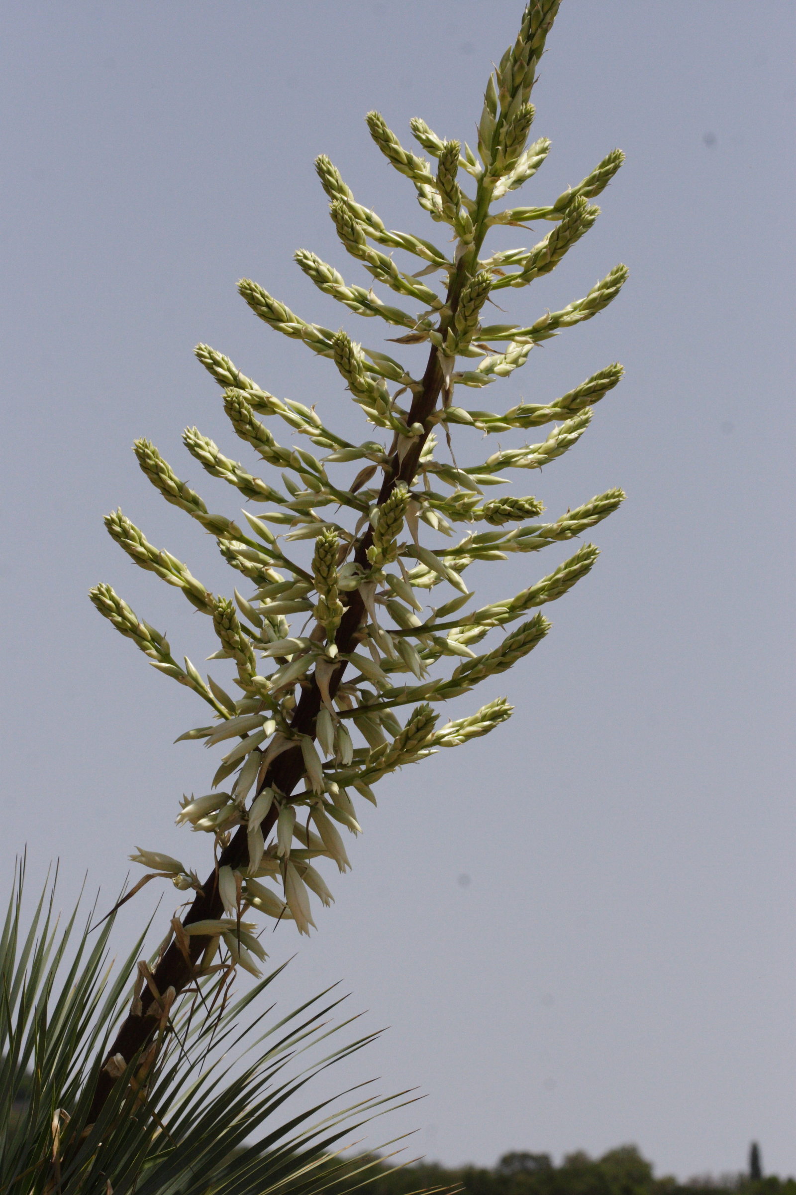 Afficher le média yucca_rostrata2md yucca_rostrata2md