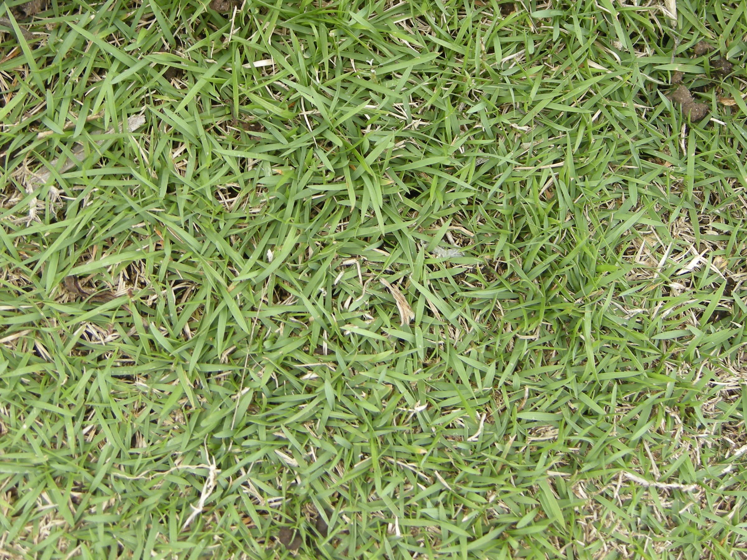 zoysia_matrella2md