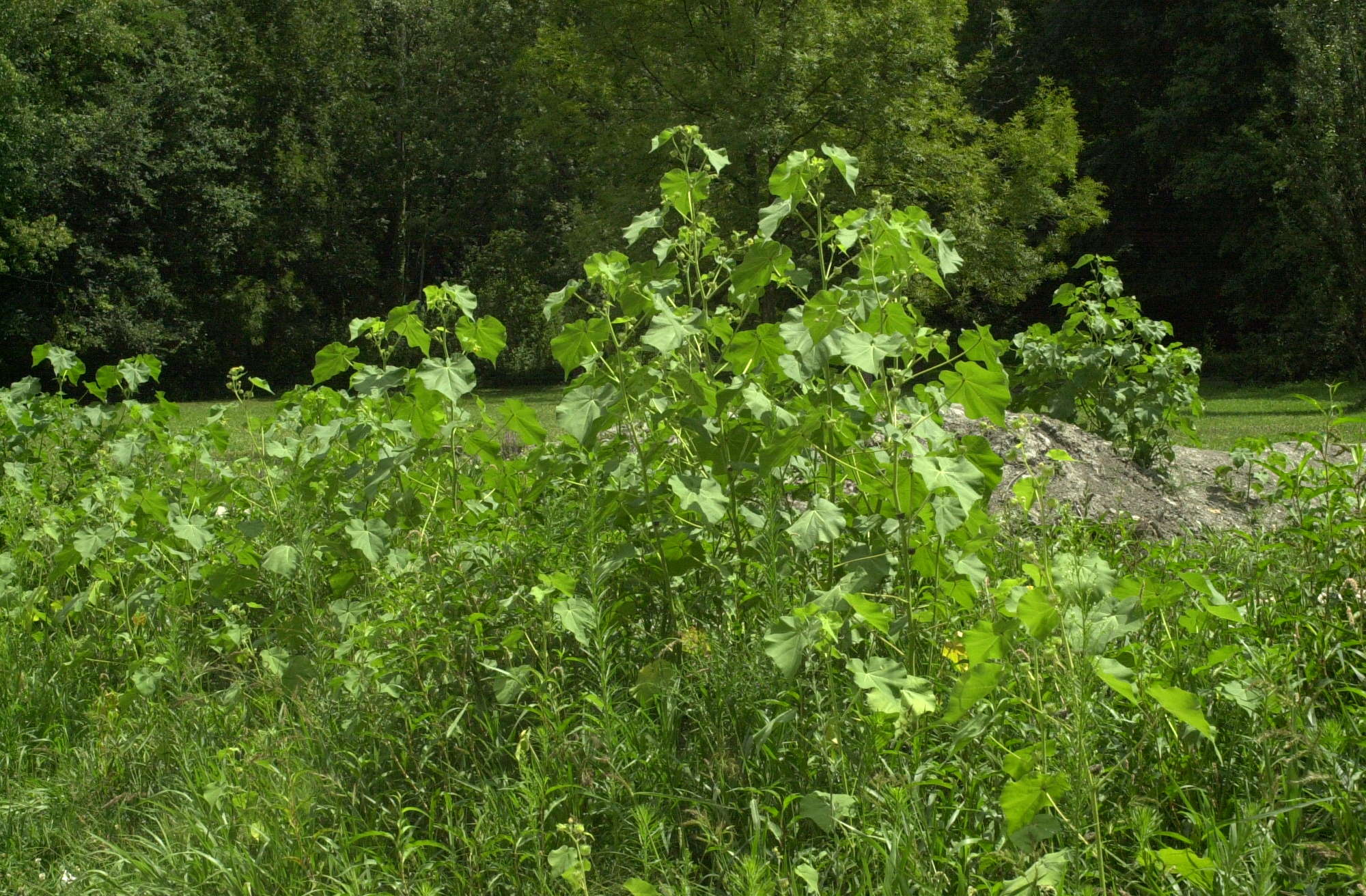 Abutilon_theophrasti