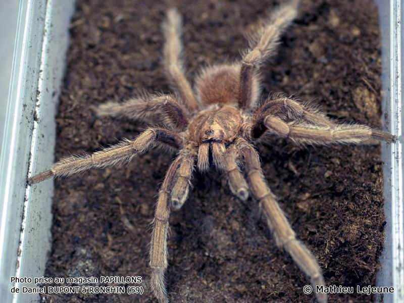 acanthoscurria_antillensis2ml