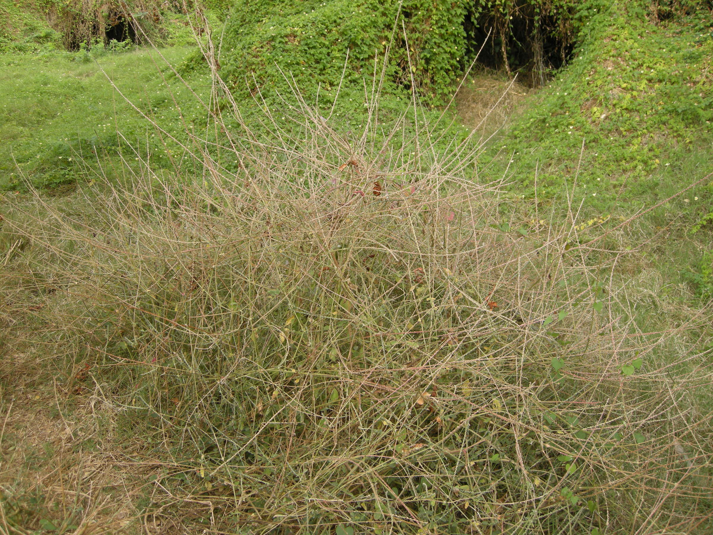 achyranthes_aspera4md