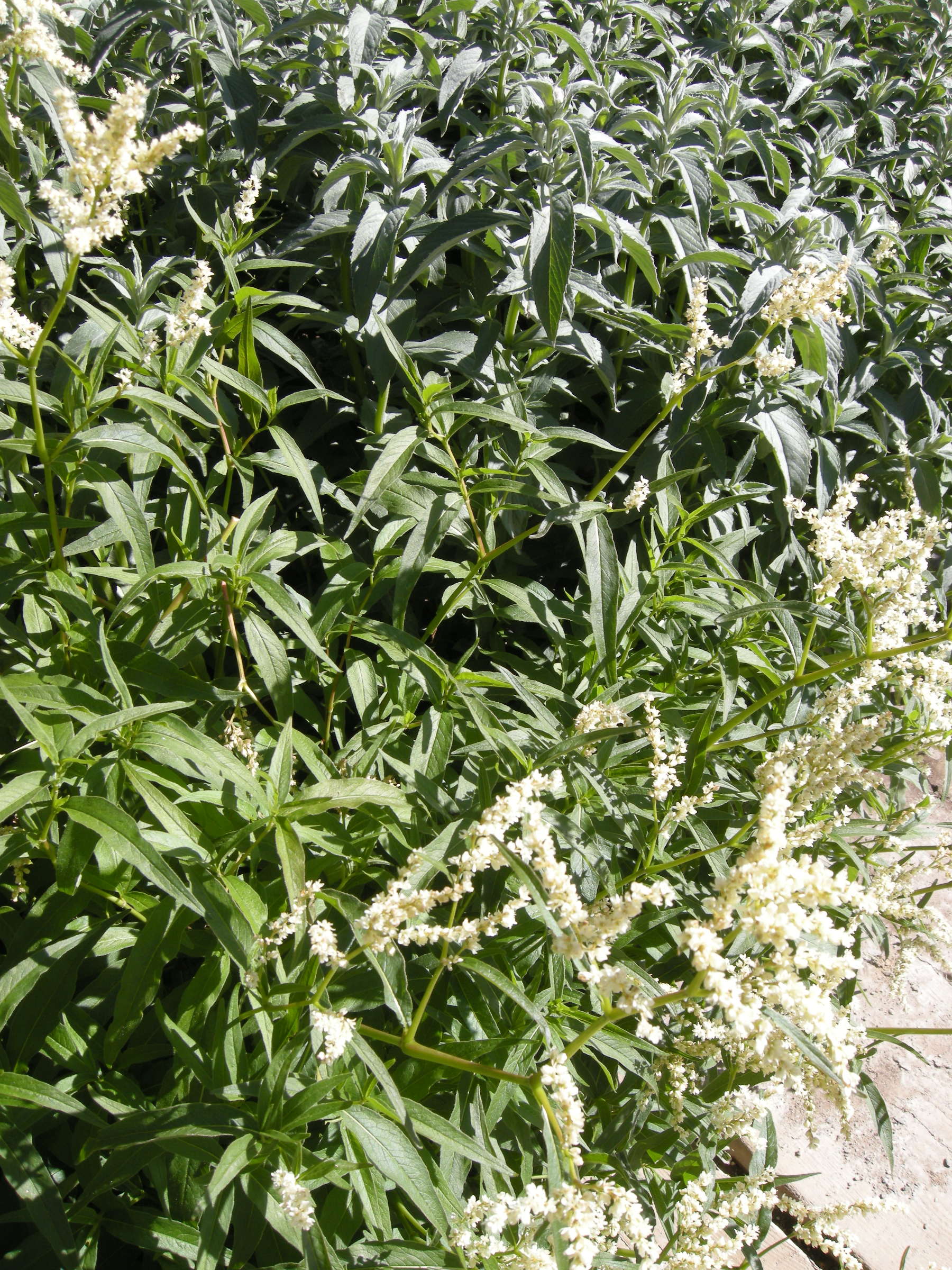 aconogonum_alpinum3md