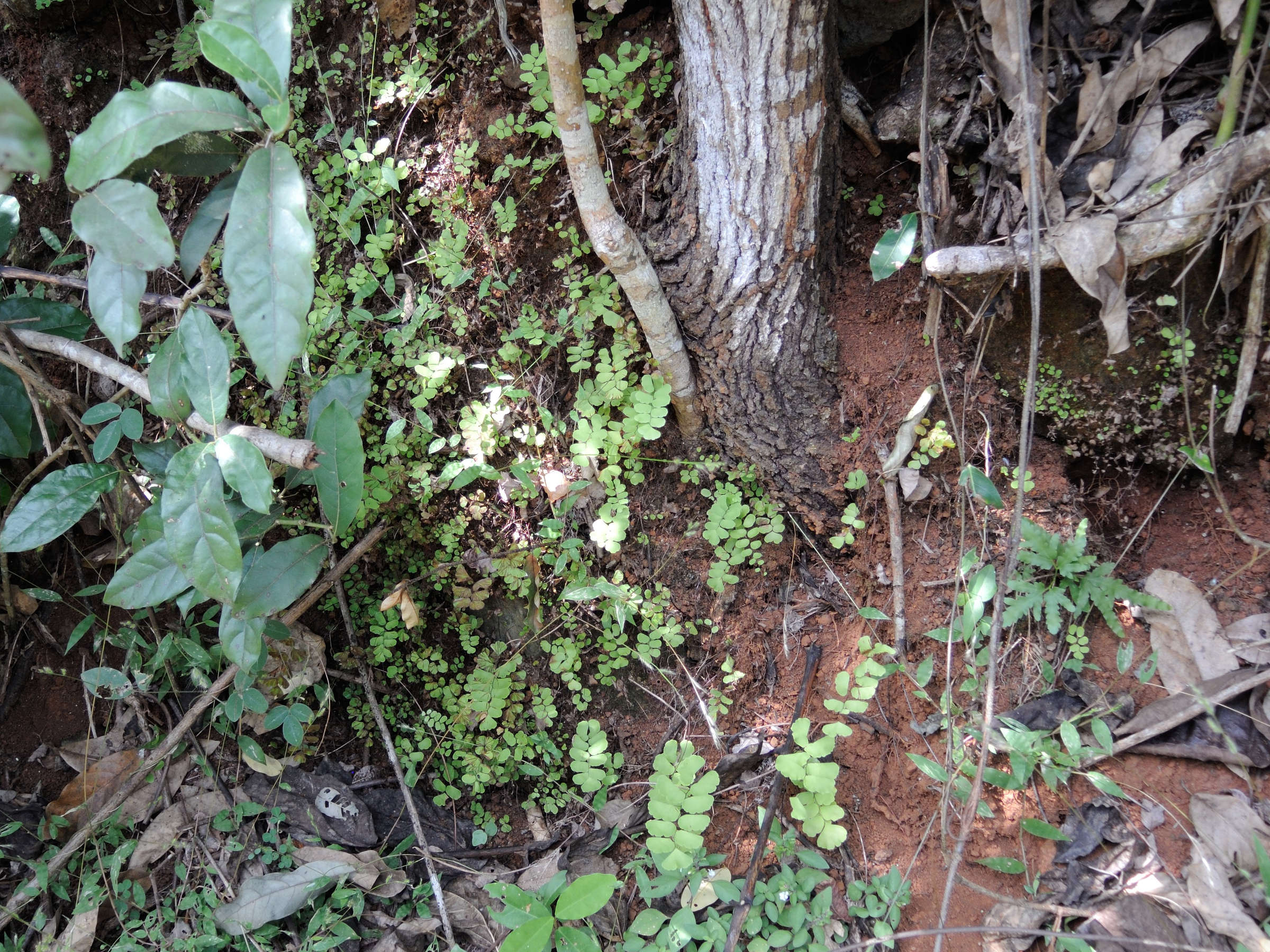 adiantum_lunulatum1md