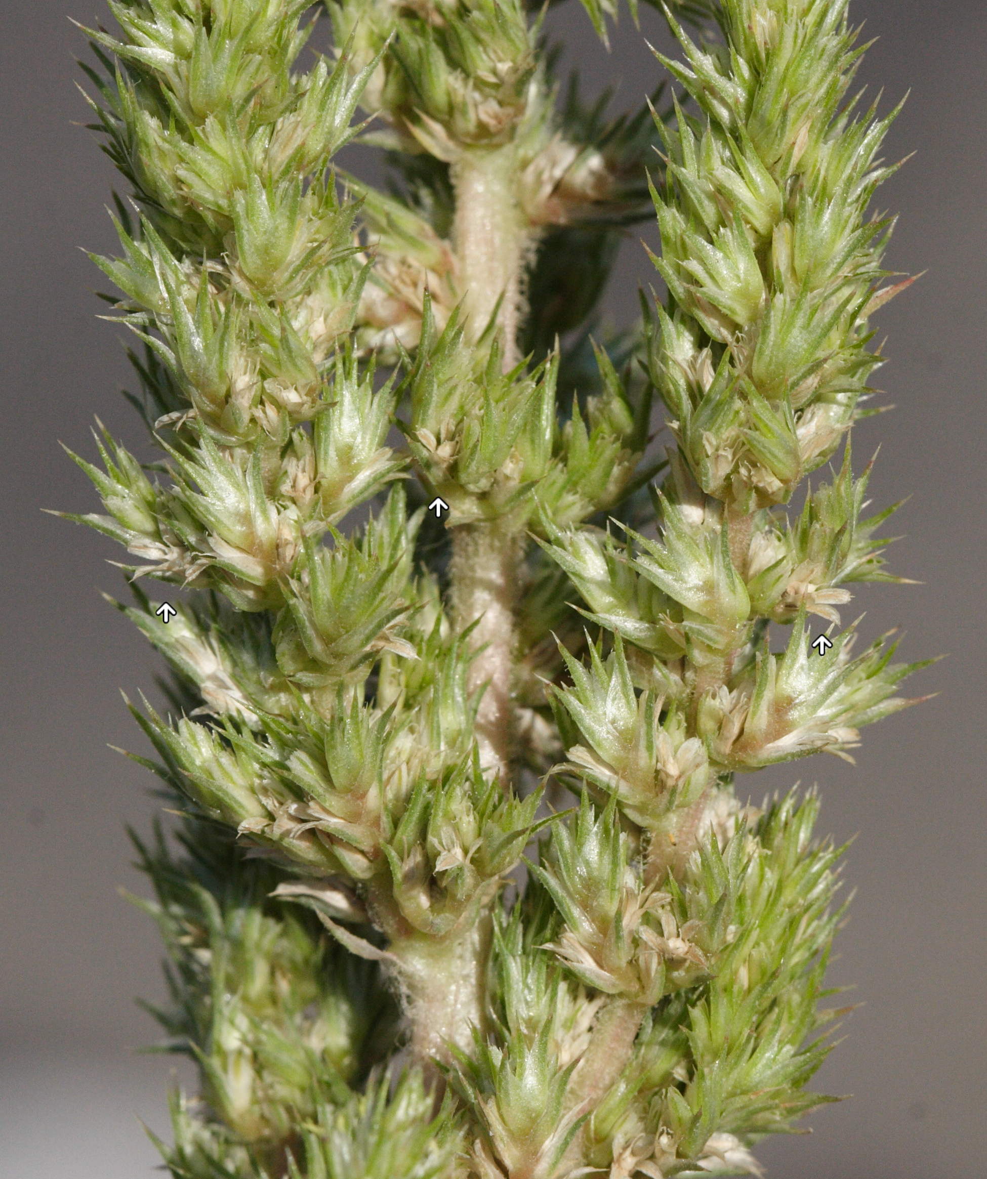 Afficher le média amaranthus_retroflexus4md amaranthus_retroflexus4md