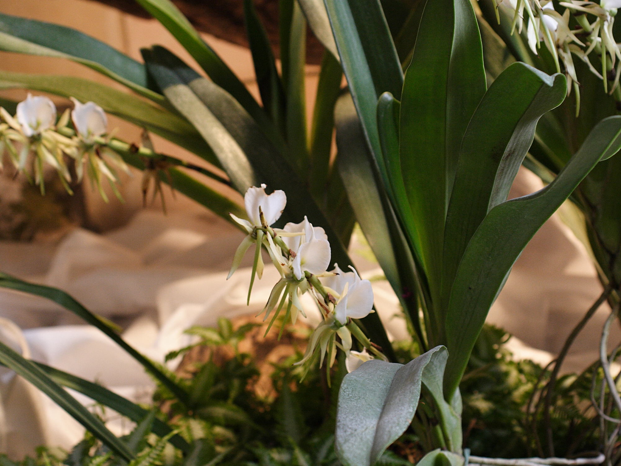 angraecum_eburneum1md