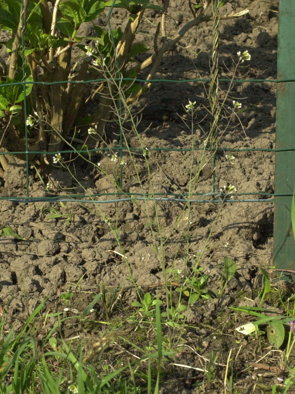 Afficher le média arabidopsis_thaliana1md arabidopsis_thaliana1md