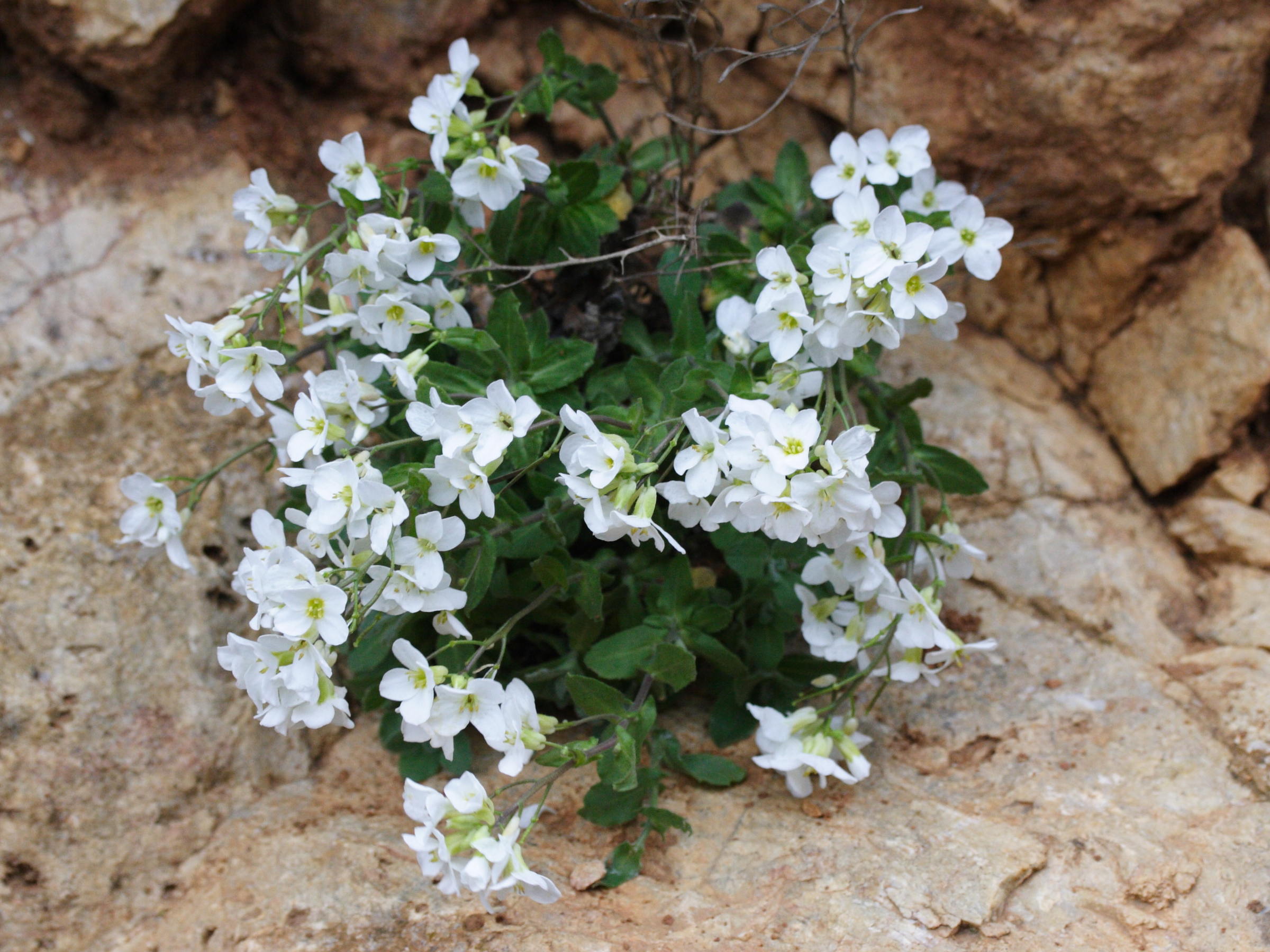 Afficher le média Arabis_alpina Arabis_alpina