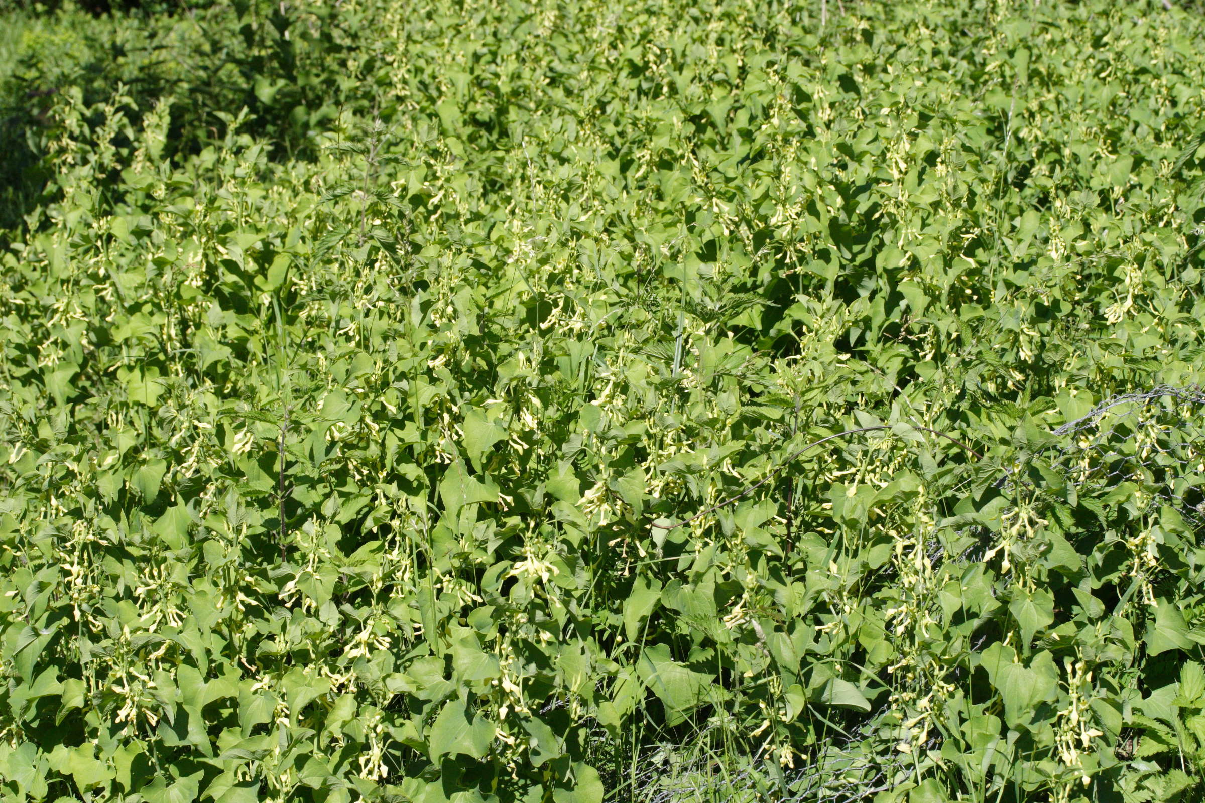 Afficher le média aristolochia_clematitis5md aristolochia_clematitis5md