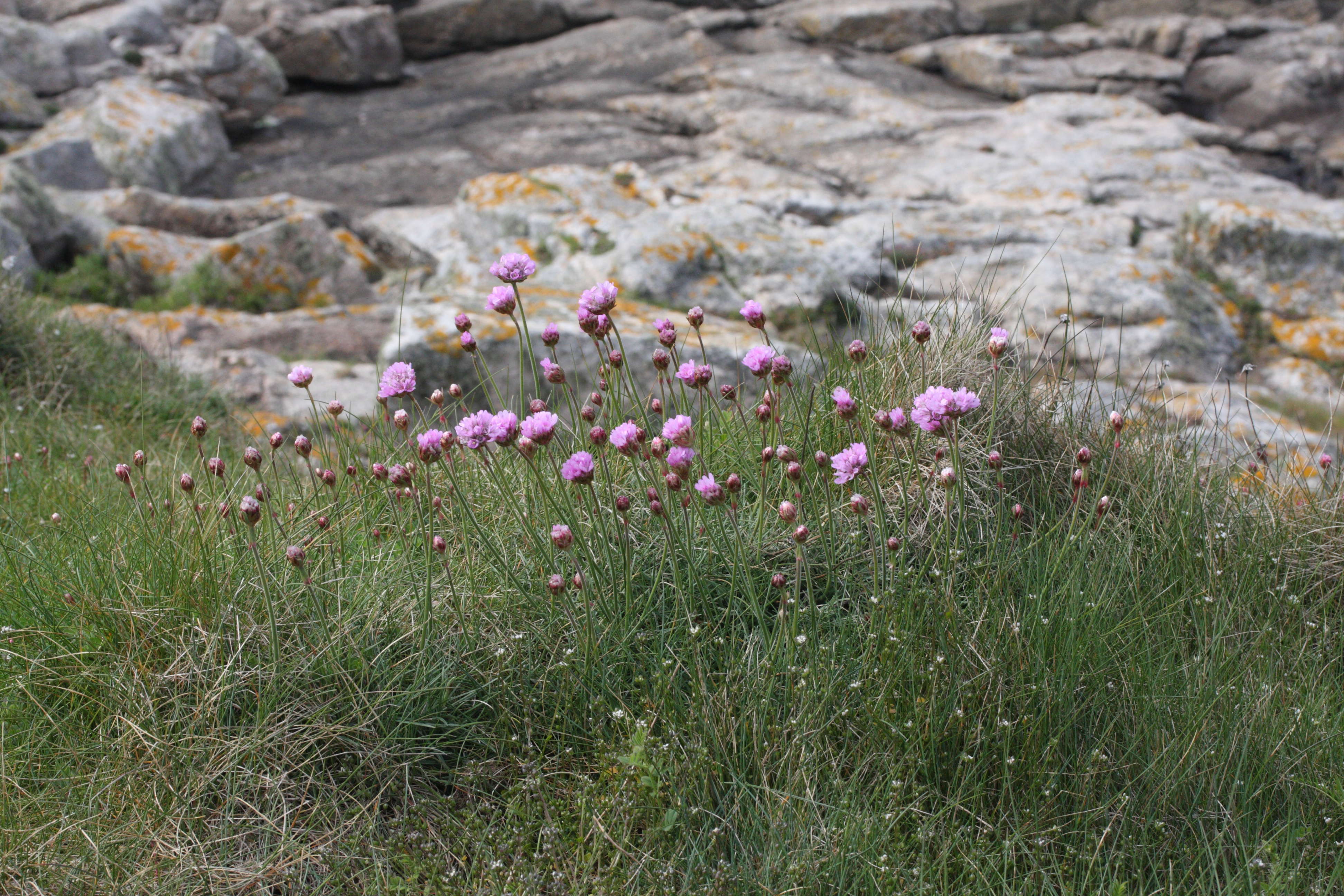 Afficher le média armeria_maritima1md armeria_maritima1md