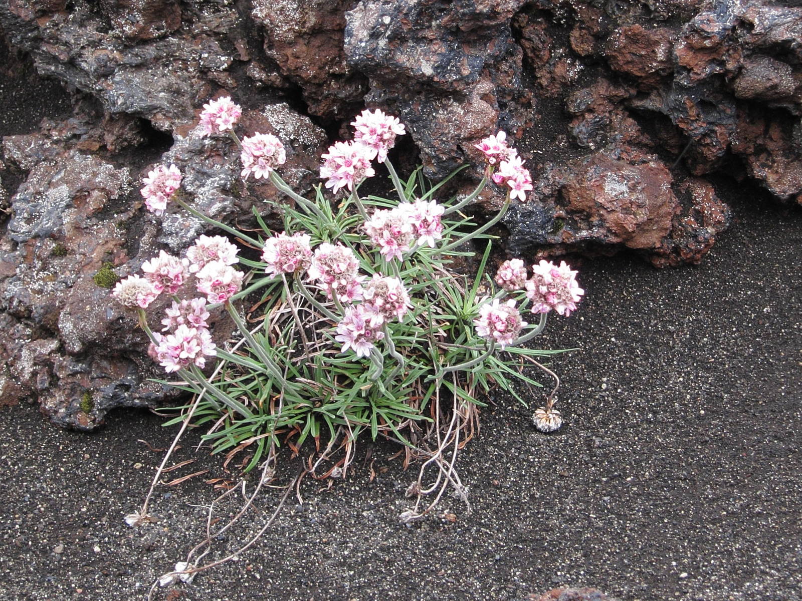 Afficher le média armeria_maritima4sd armeria_maritima4sd