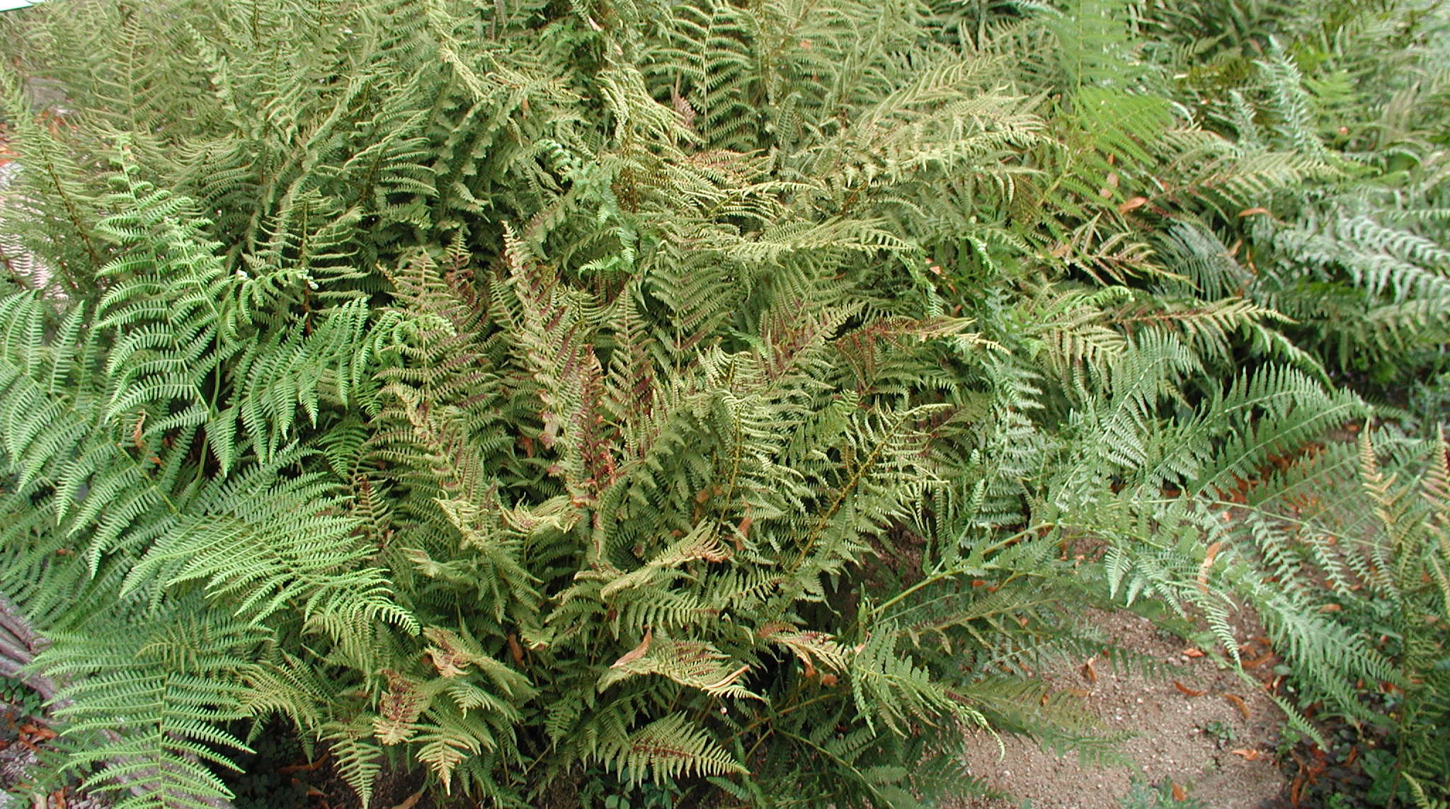 Afficher le média athyrium_filis-femina1bmd athyrium_filis-femina1bmd