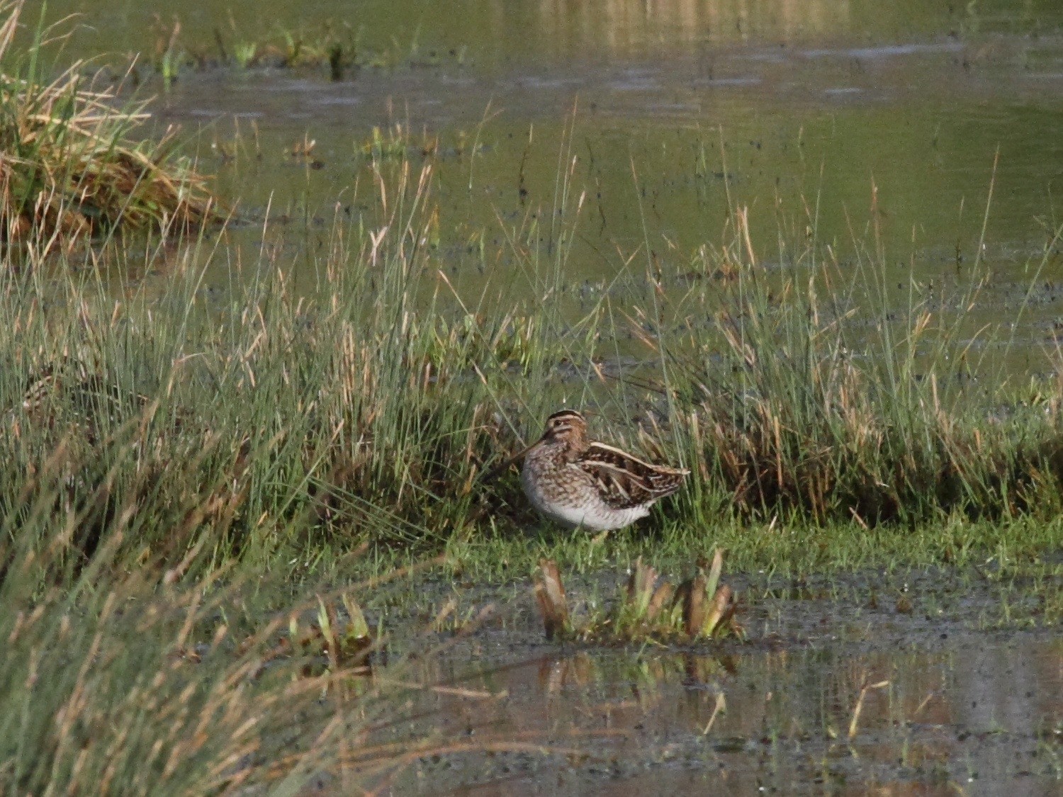 Afficher le média becassine_des_marais_-_gallinago_gallinago5bd becassine_des_marais_-_gallinago_gallinago5bd