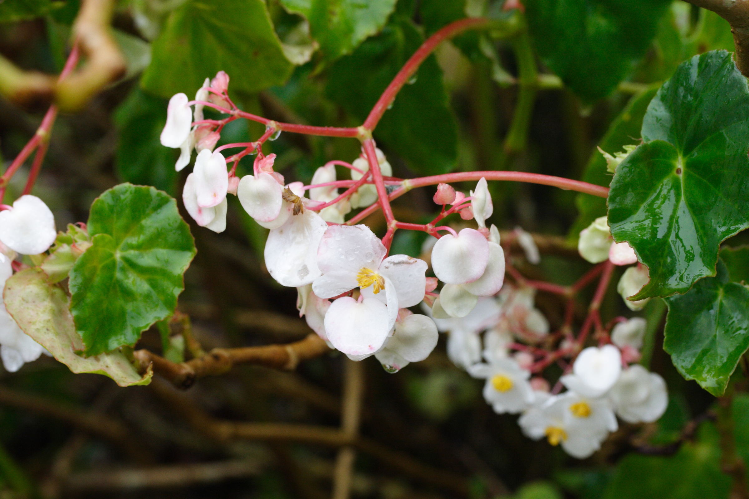 Begonia_cuccullata