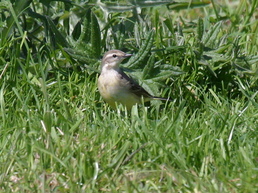 bergeronnette_flaveole_-_motacilla_flava_flavissima2bd