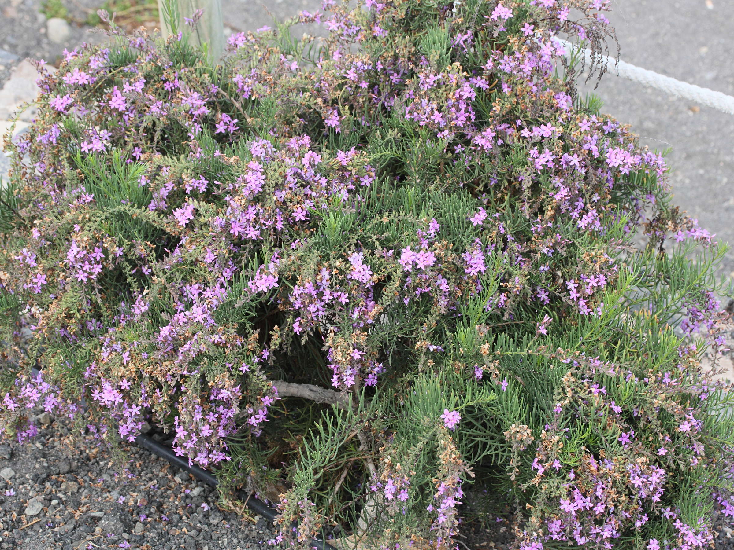 Afficher le média campylanthus_salsoloides1md campylanthus_salsoloides1md