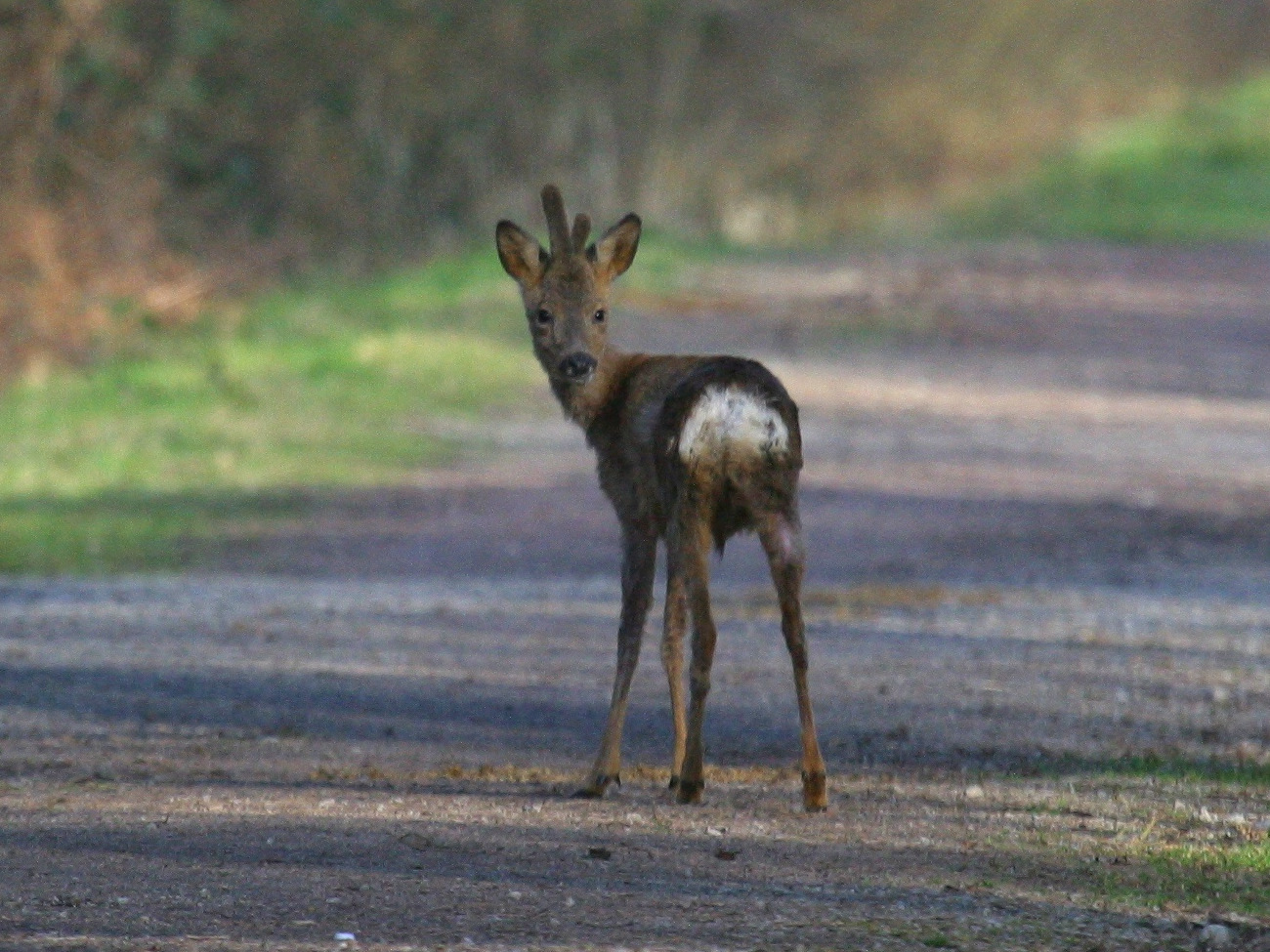 capreolus_capreolus4bd