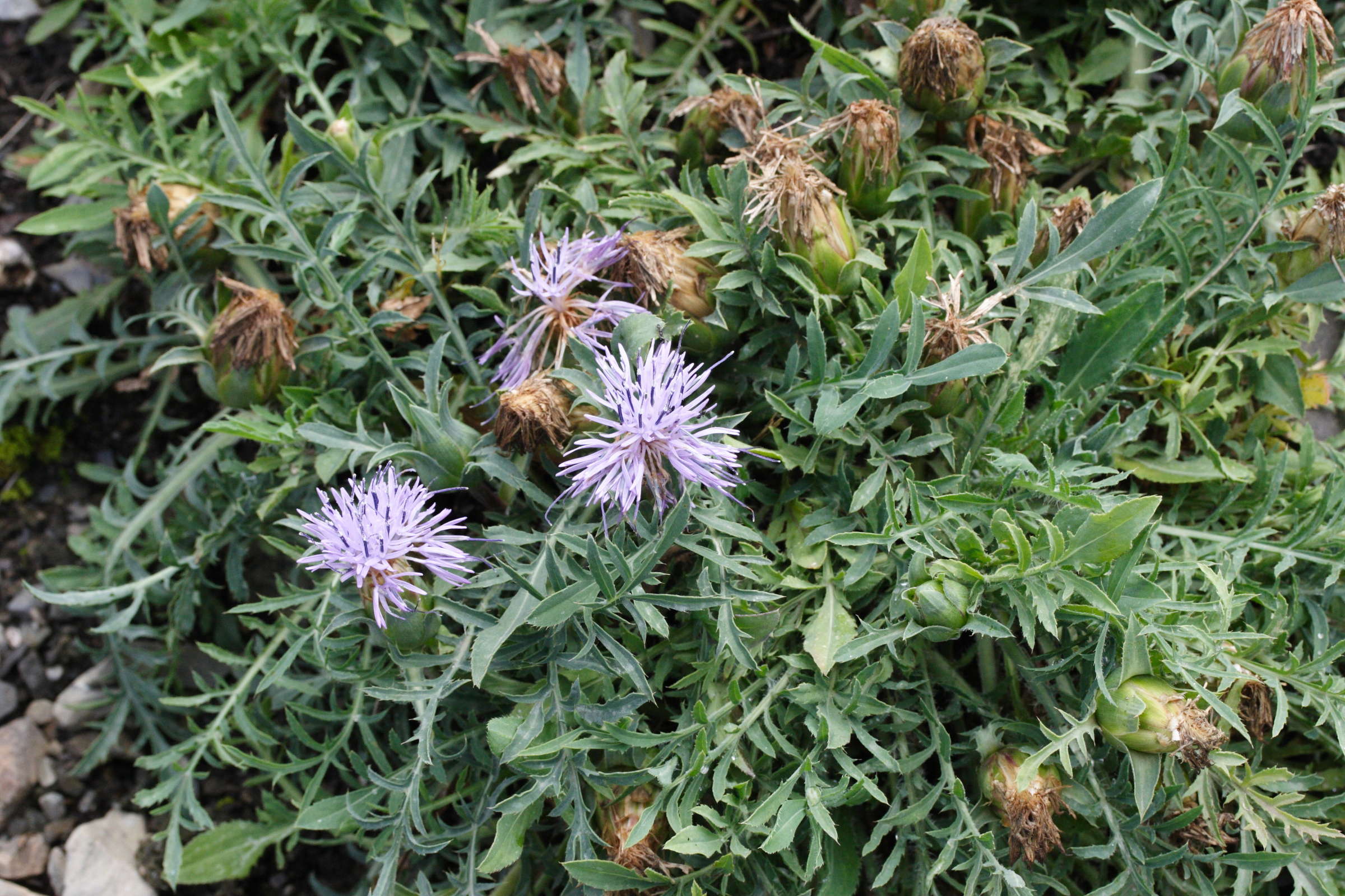 Afficher le média carduncellus_mitissimus3md carduncellus_mitissimus3md