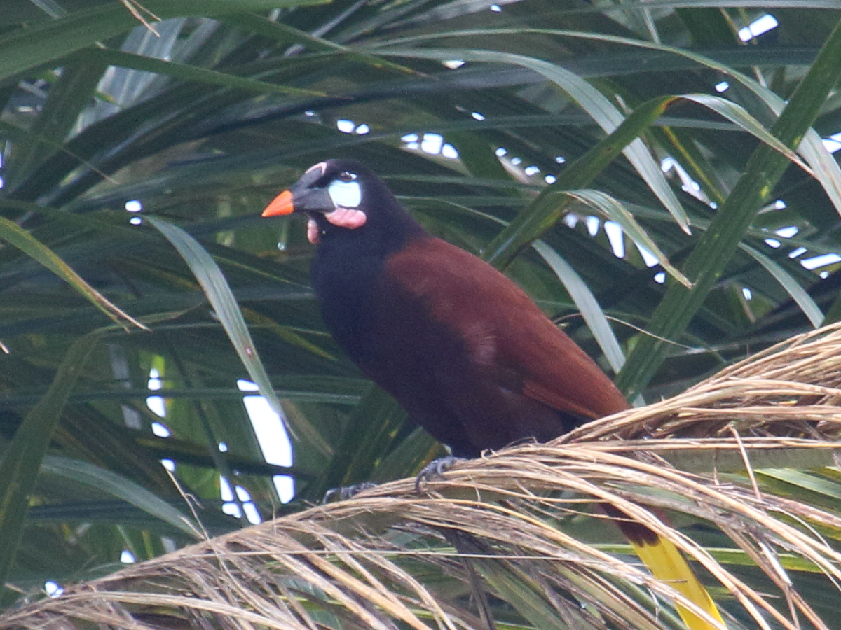 cassique_de_montezuma_-_psarocolius_montezuma8bd