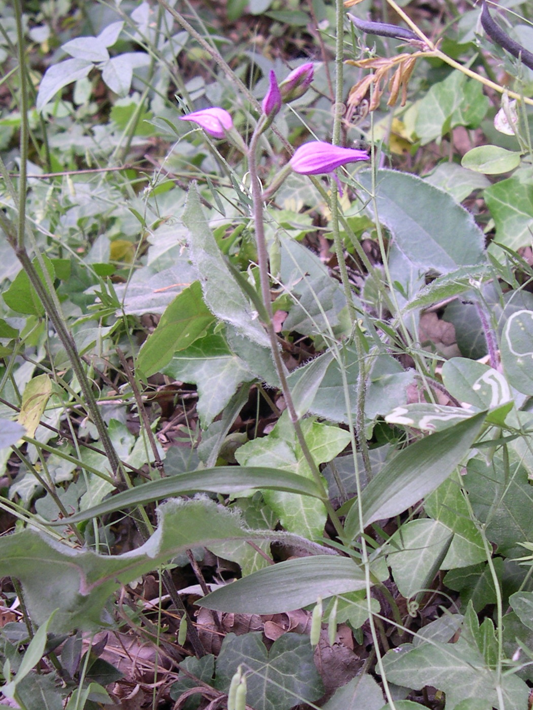 cephalanthera_rubra1md
