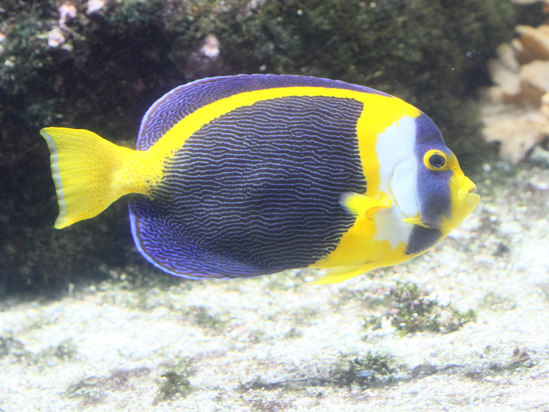 chaetodontoplus_duboulayi1bd