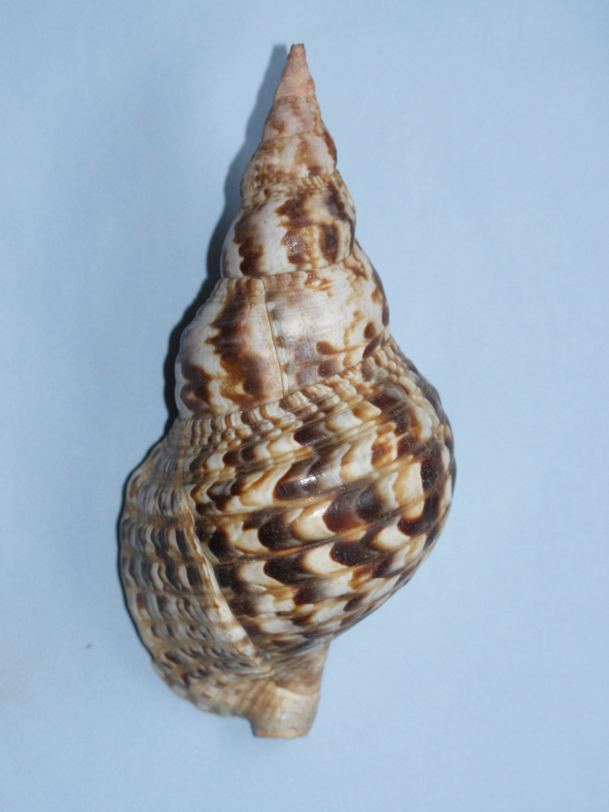 charonia_variegata4md