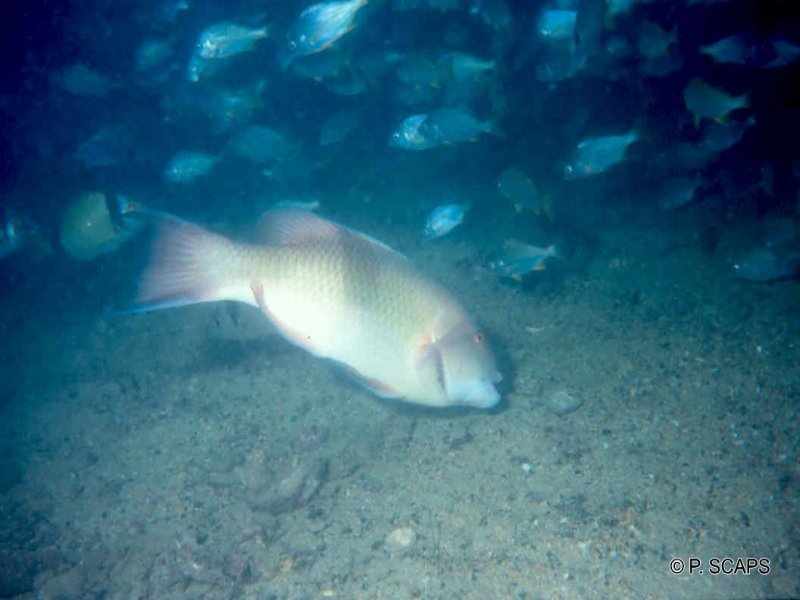 cheilinus_speciosus1ps