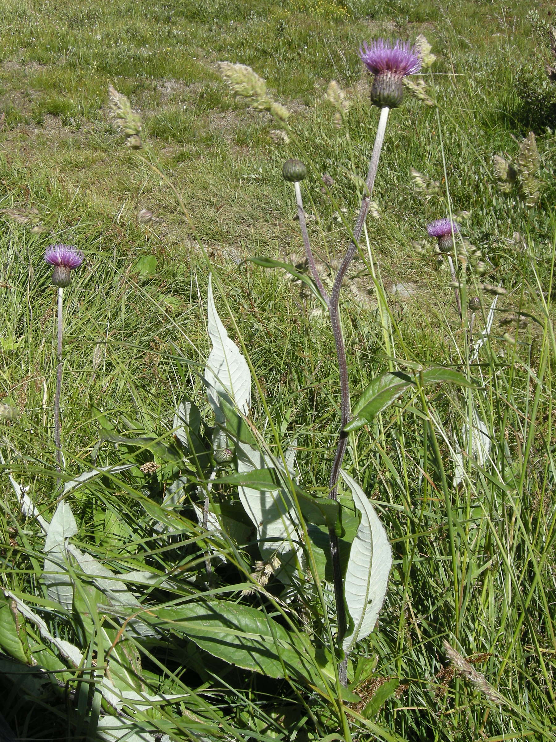 cirsium_heterophyllum3md