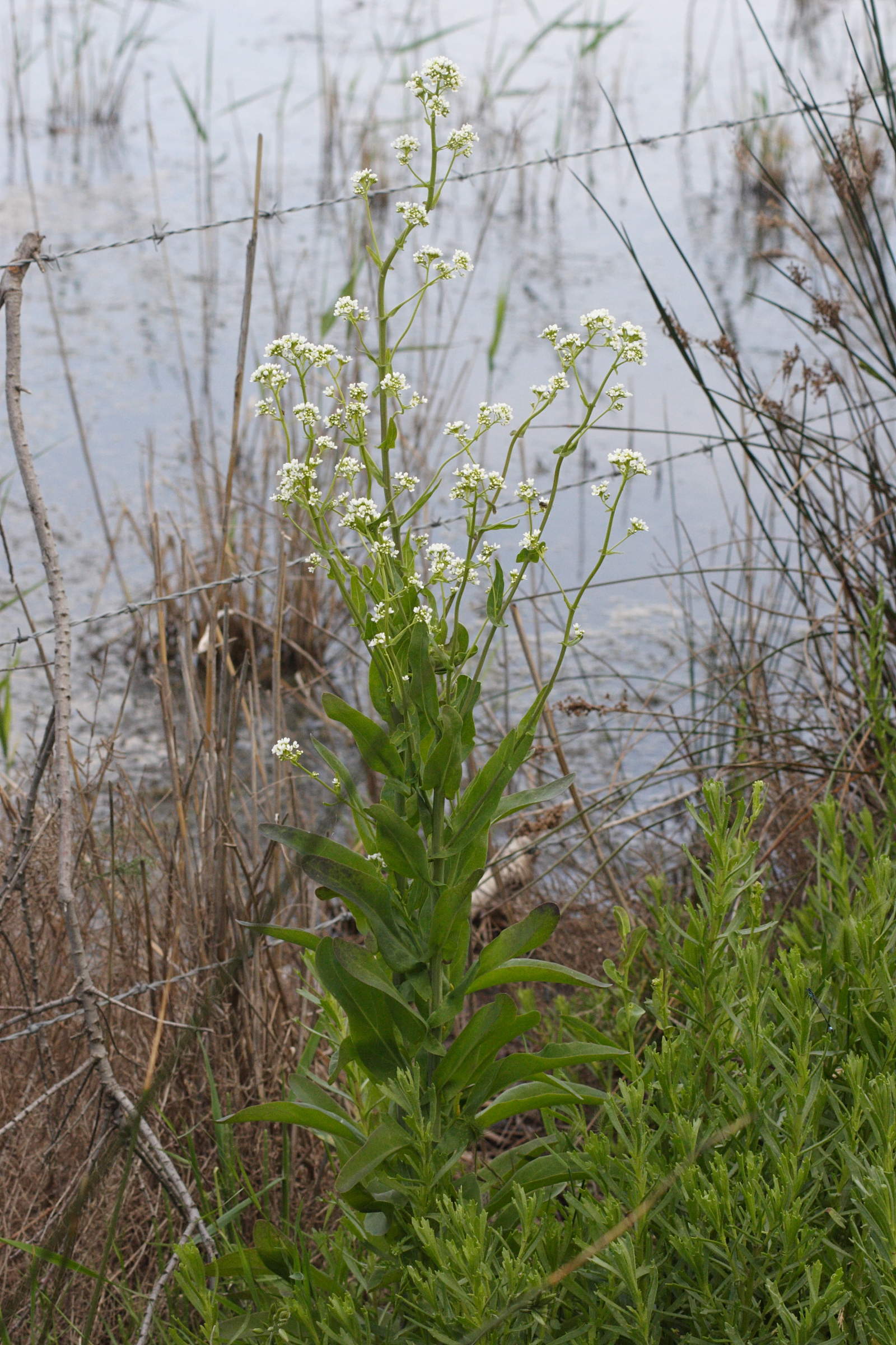 cochlearia_glastifolia2md