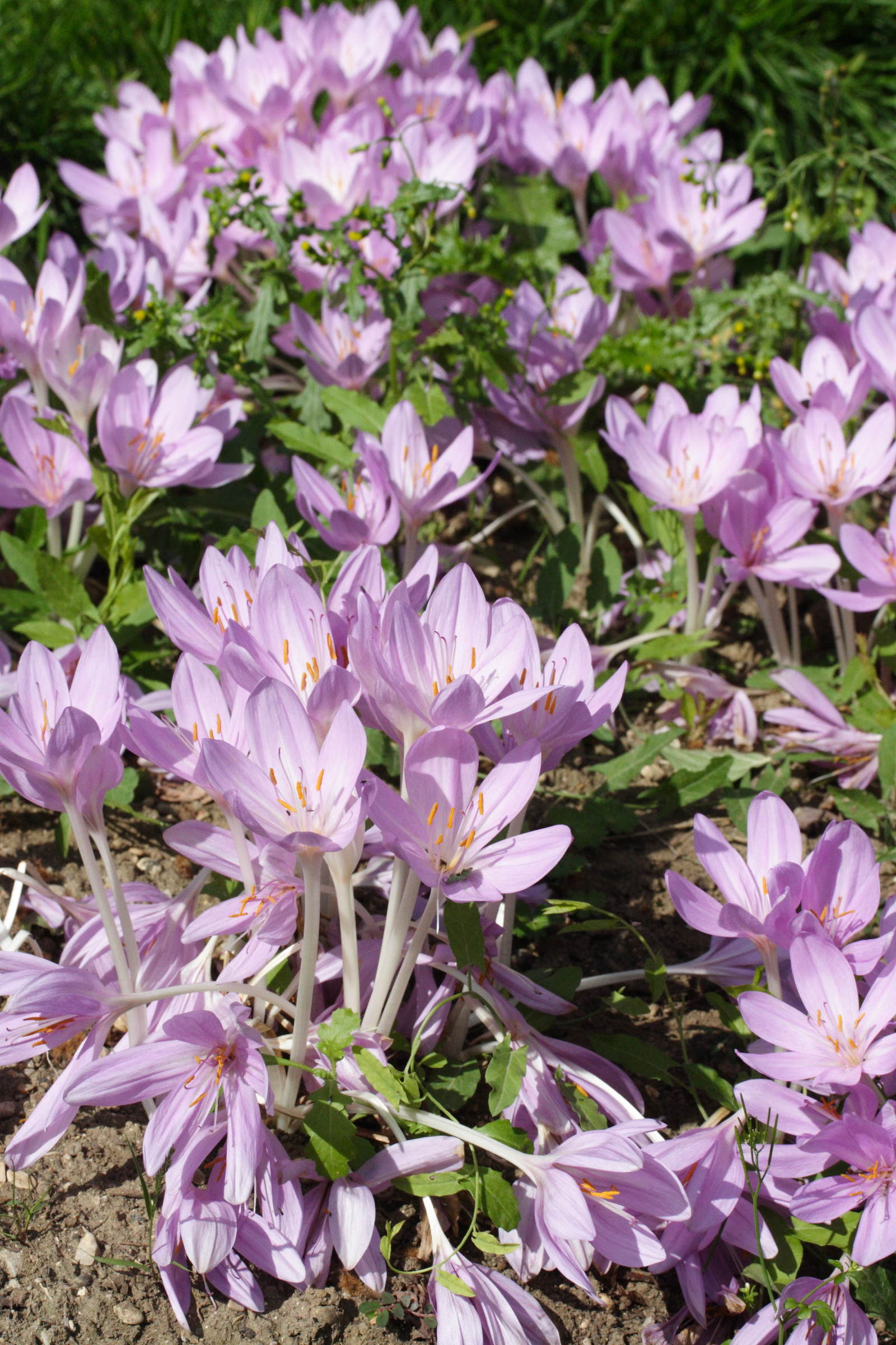 colchicum_byzantinum1md