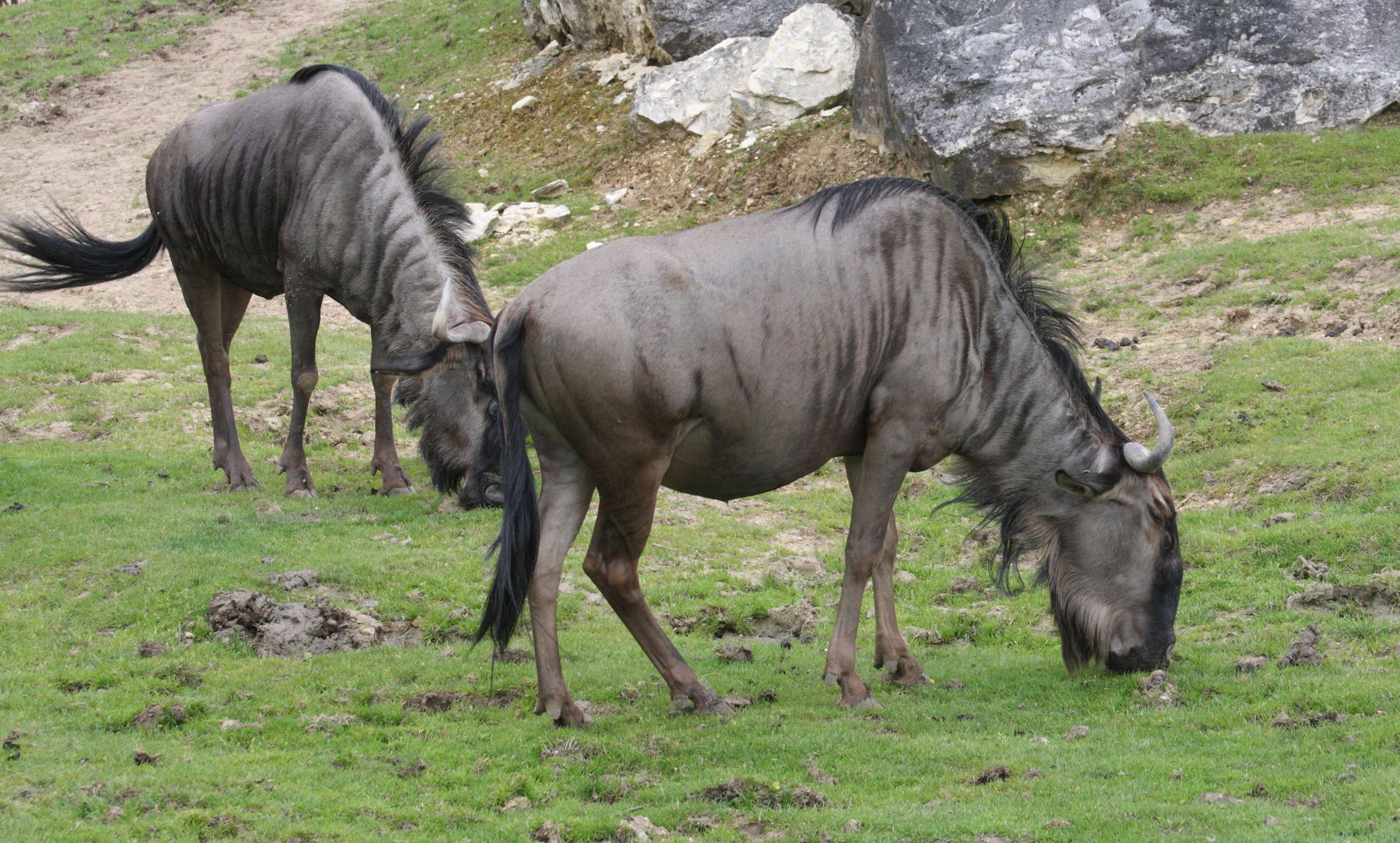 connochaetes_taurinus_taurinus1md