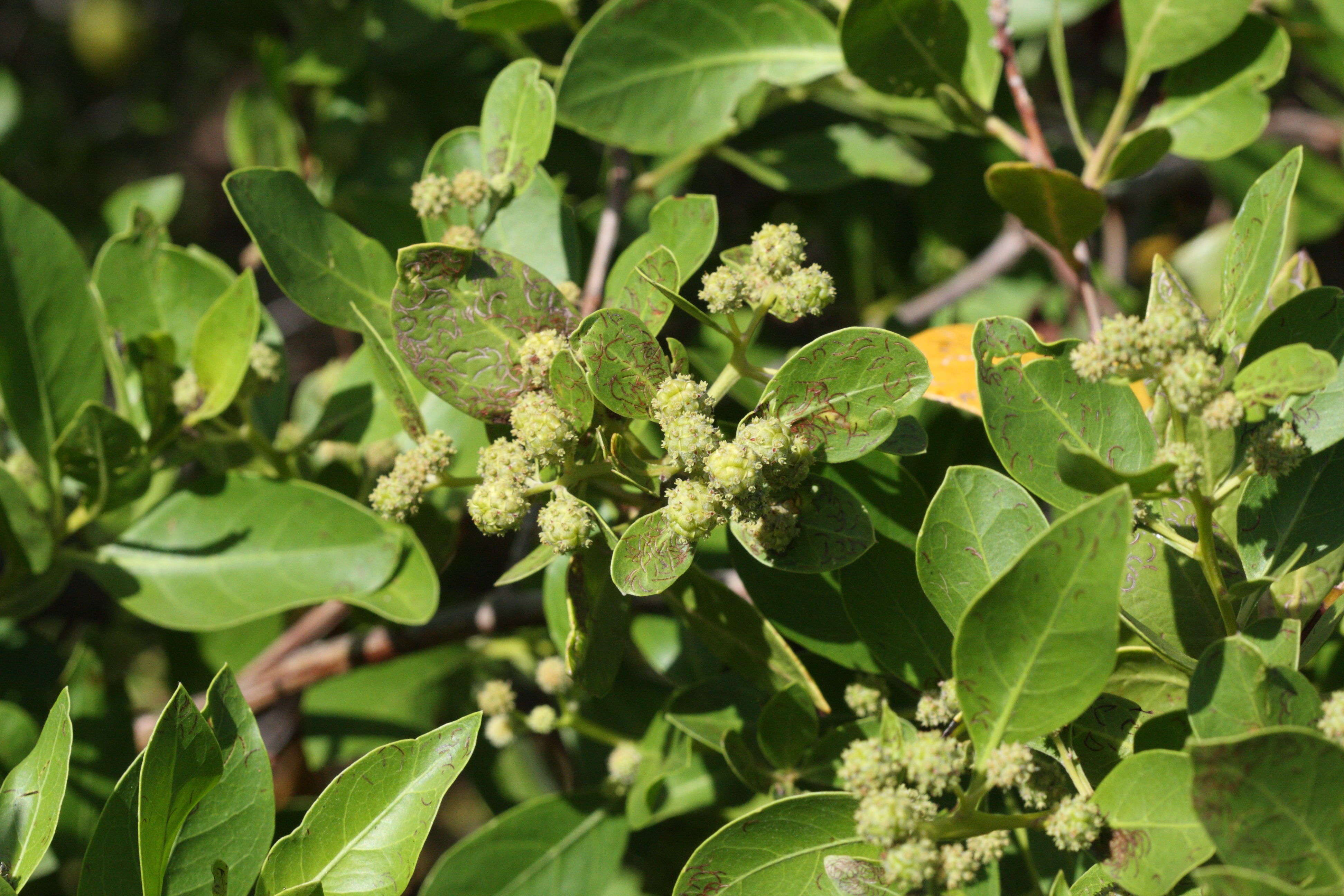 conocarpus_erectus2md