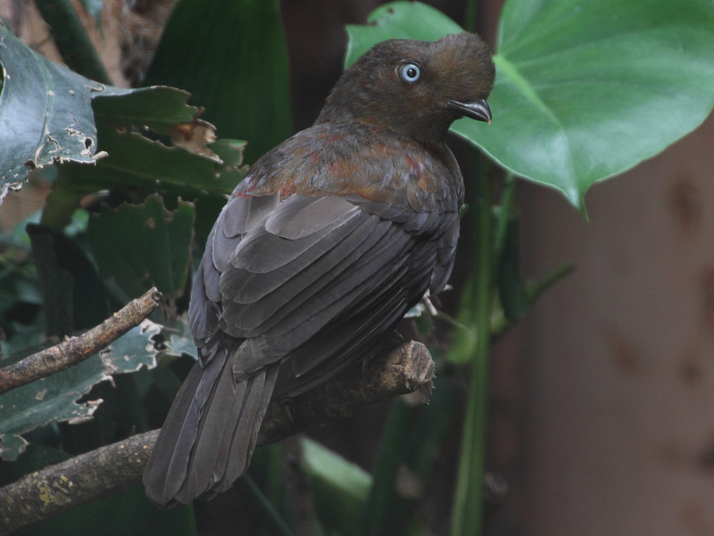 coq_de_roche_peruvien_-_rupicola_peruvianus3md