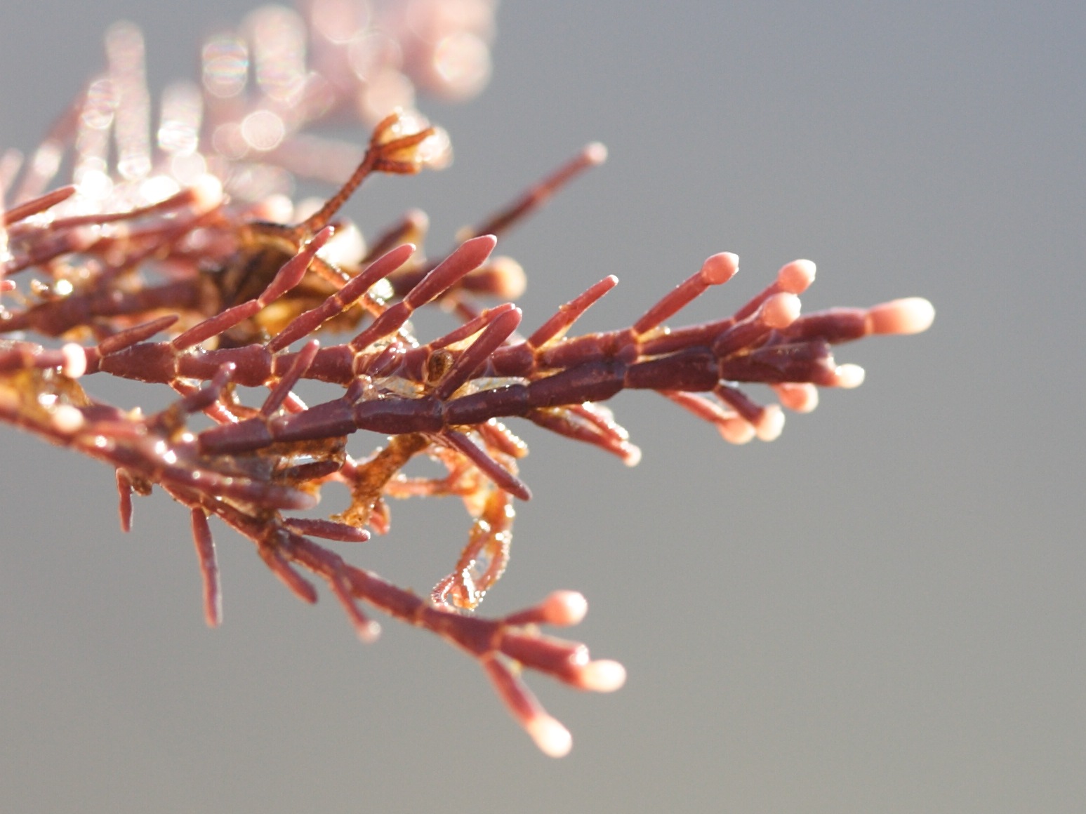 corallina_officinalis3md