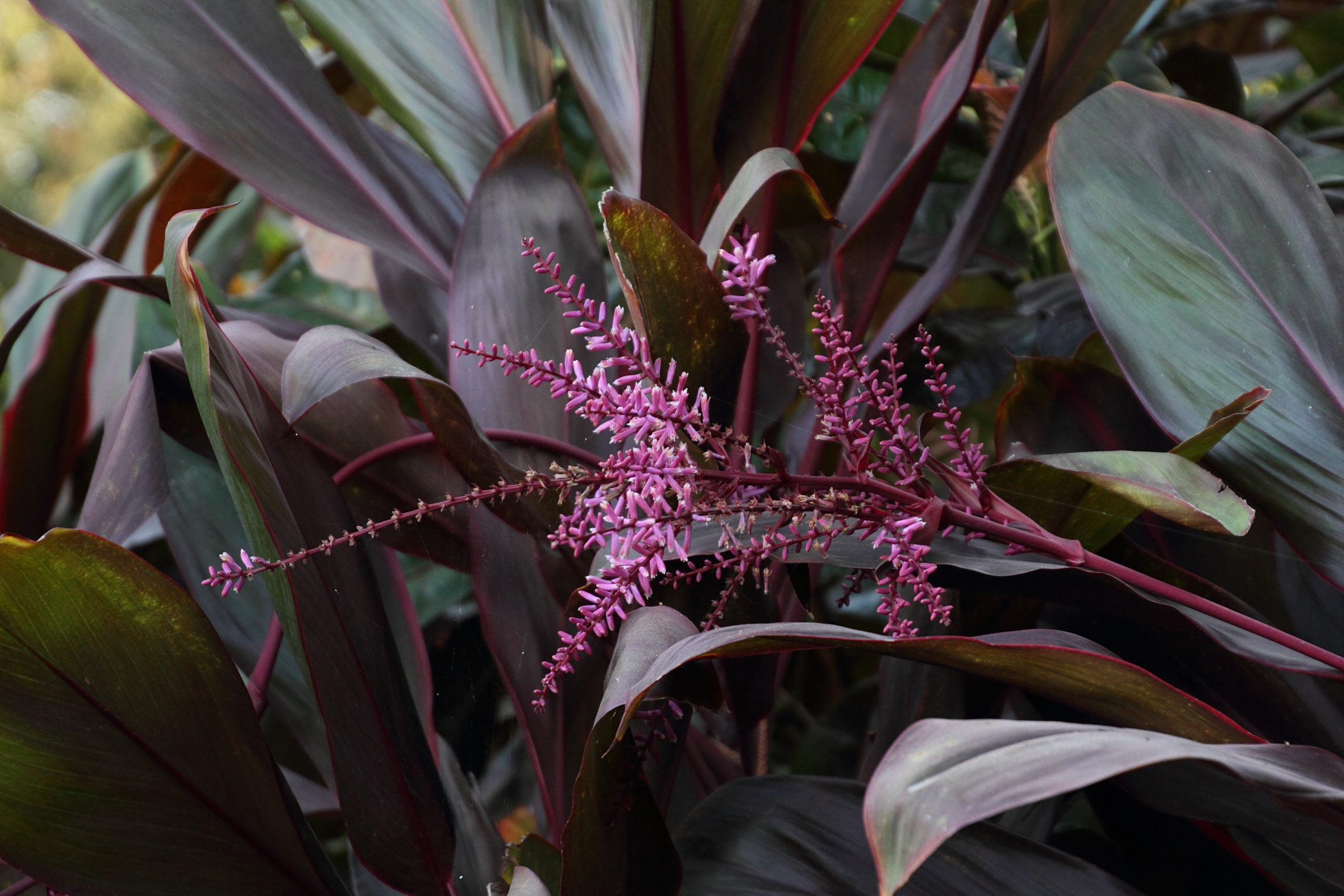 cordyline_fruticosa5md
